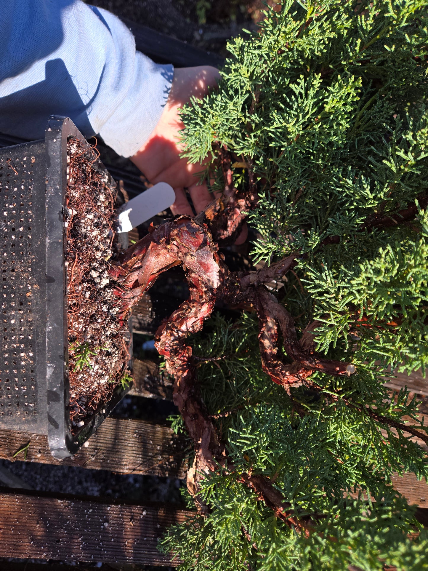 Kishu Shimpaku Juniper, JCS202