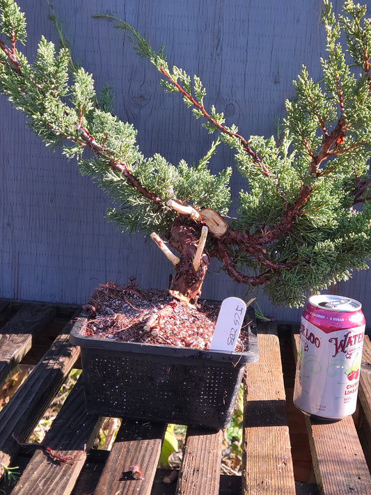 Kishu Shimpaku Juniper, JCS203