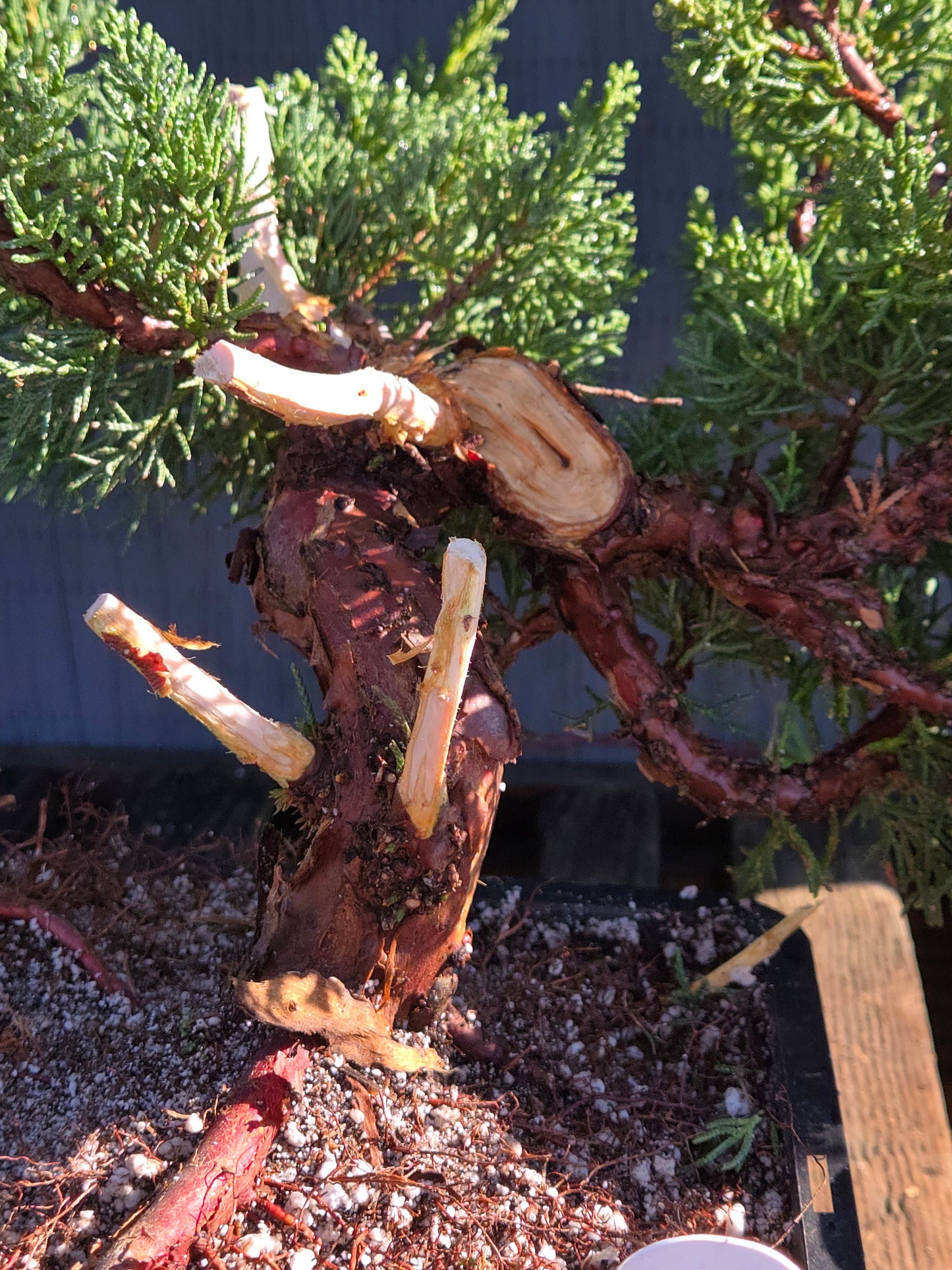 Kishu Shimpaku Juniper, JCS203