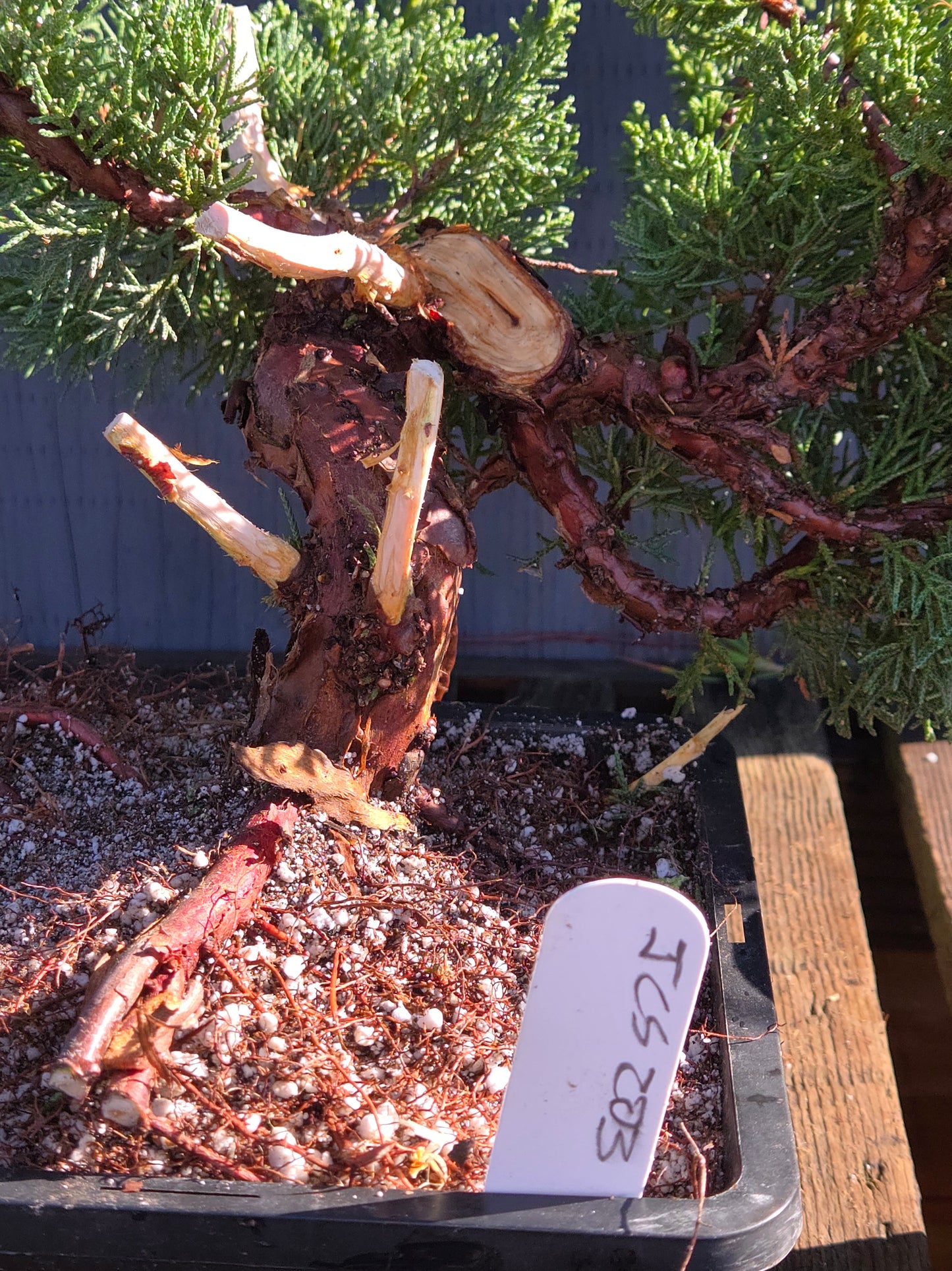 Kishu Shimpaku Juniper, JCS203