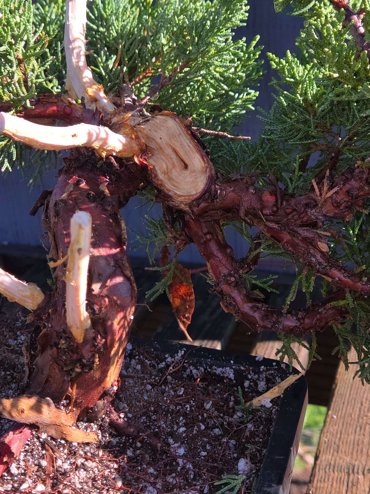 Kishu Shimpaku Juniper, JCS203