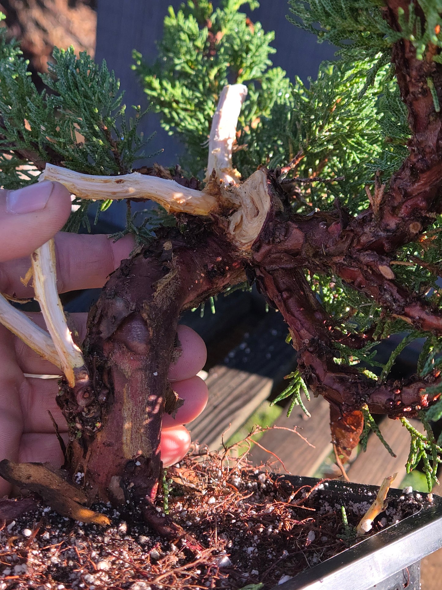 Kishu Shimpaku Juniper, JCS203