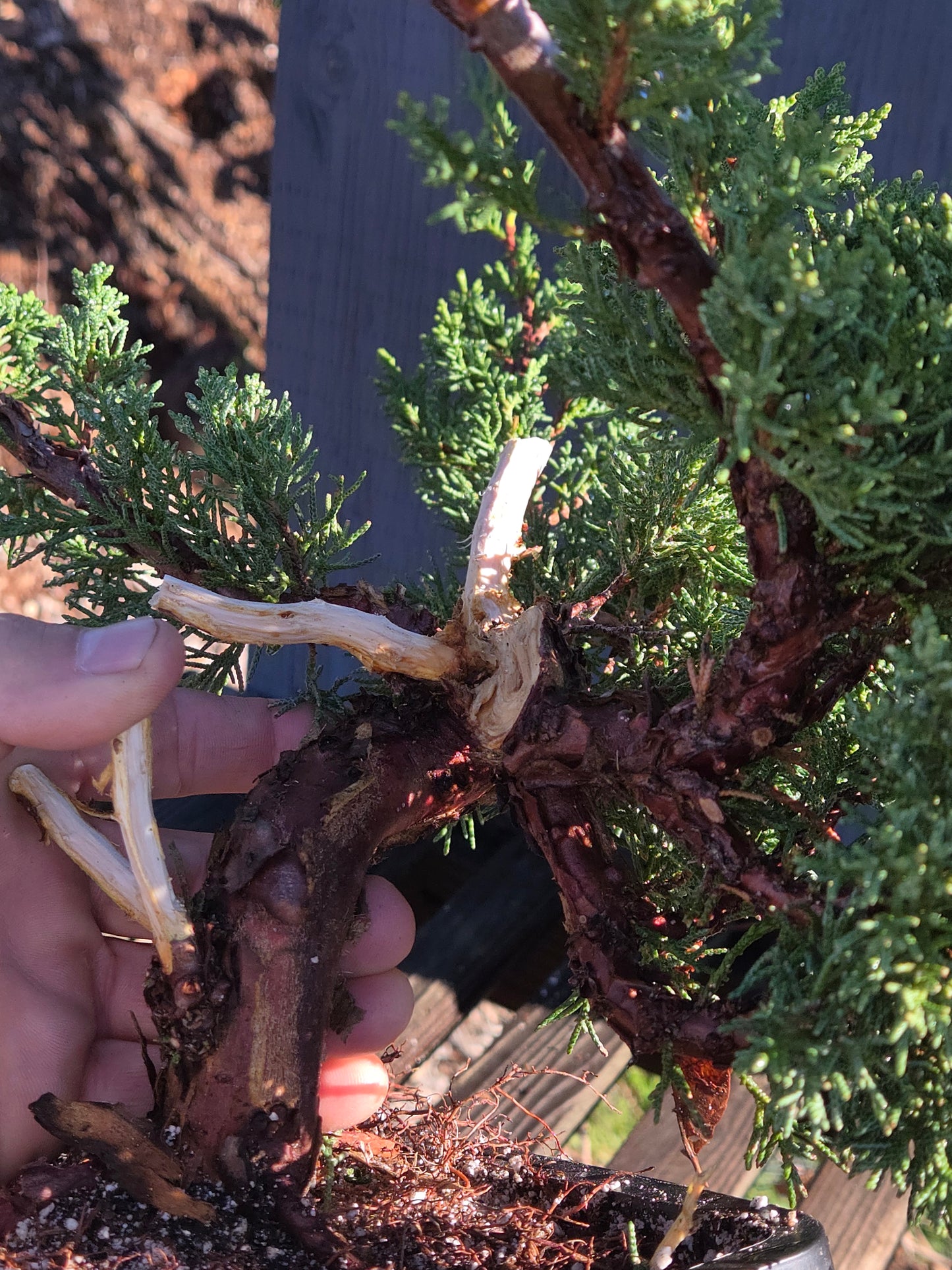 Kishu Shimpaku Juniper, JCS203