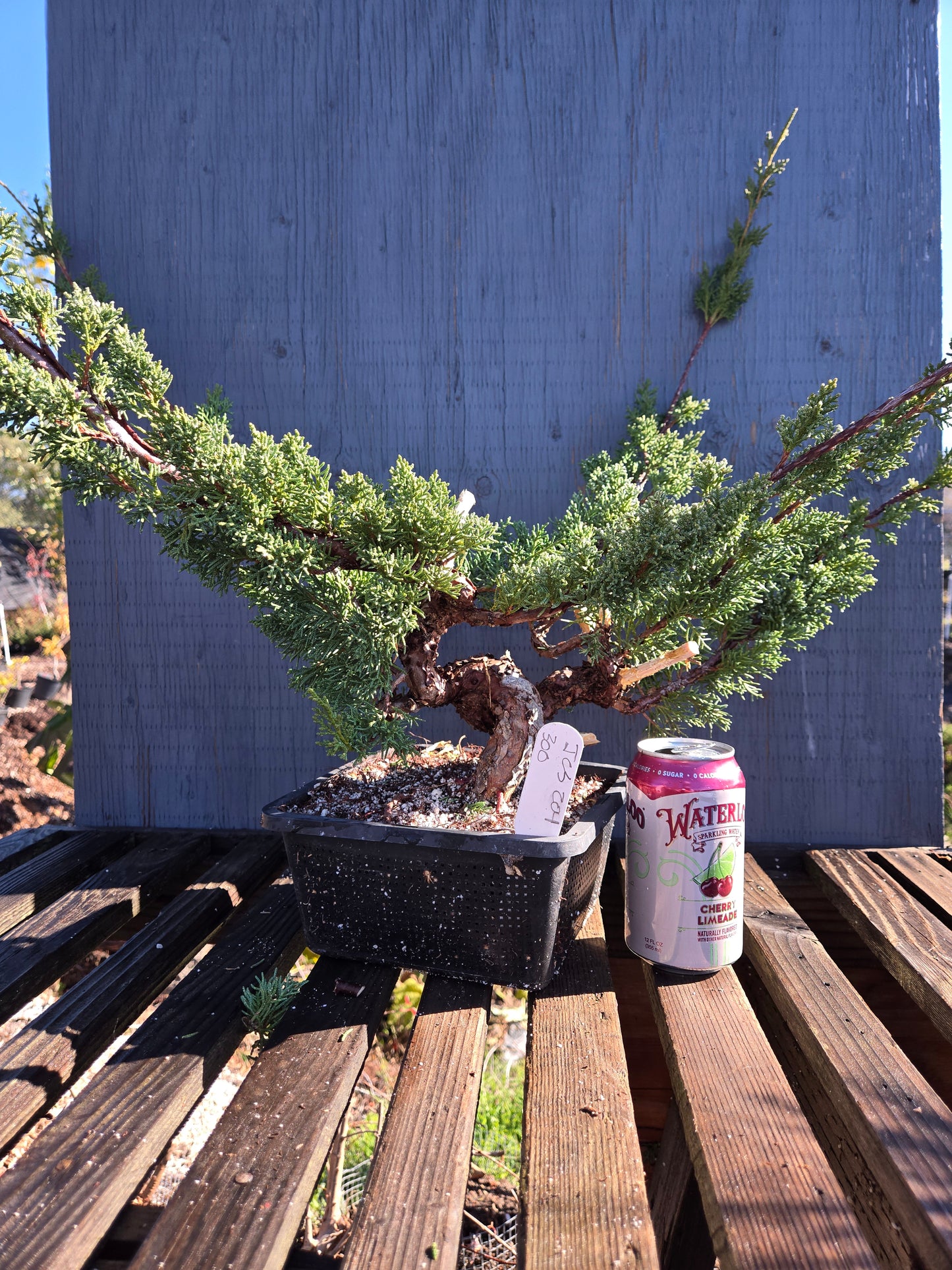 Kishu Shimpaku Juniper, JCS204