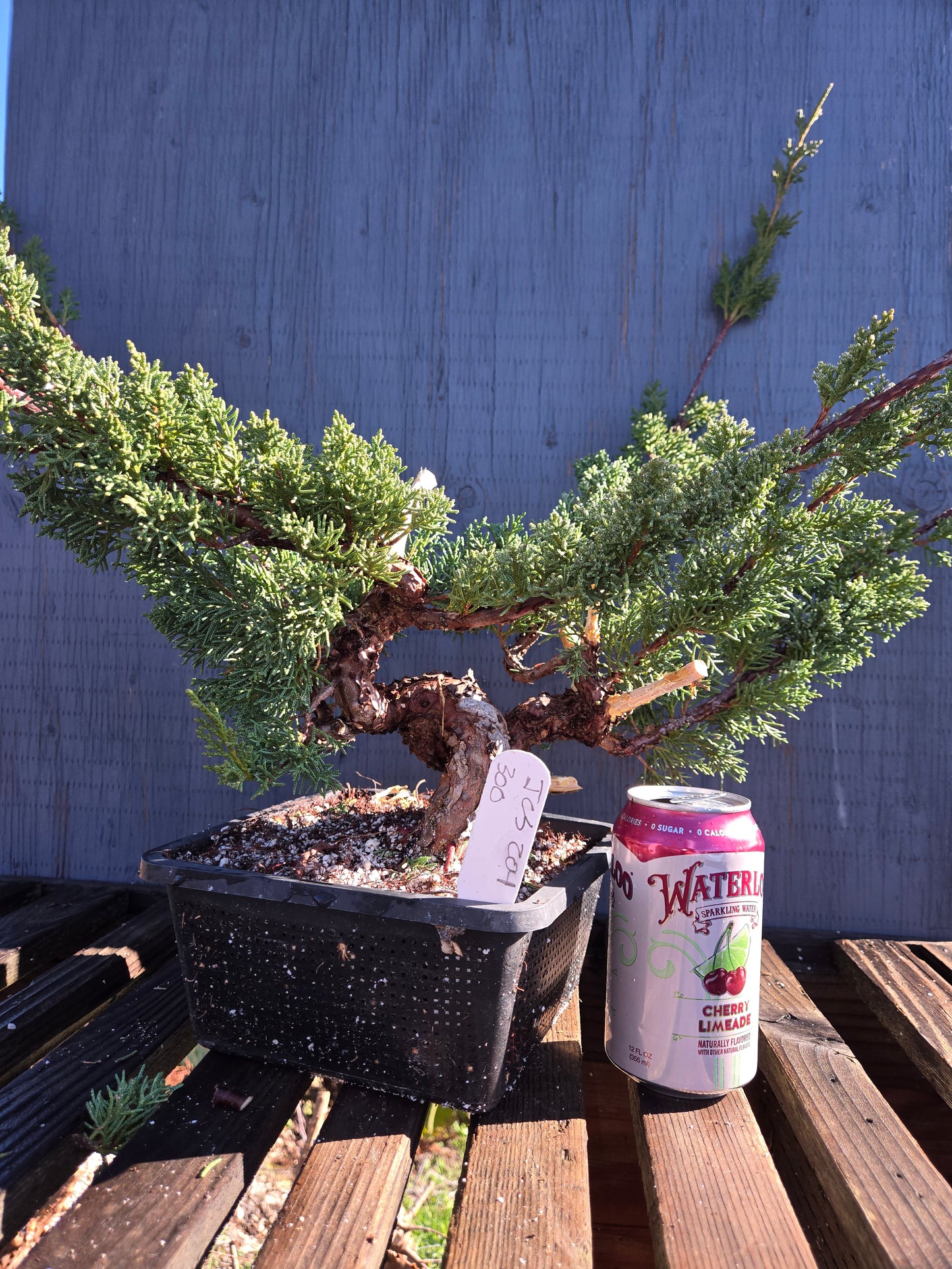 Kishu Shimpaku Juniper, JCS204