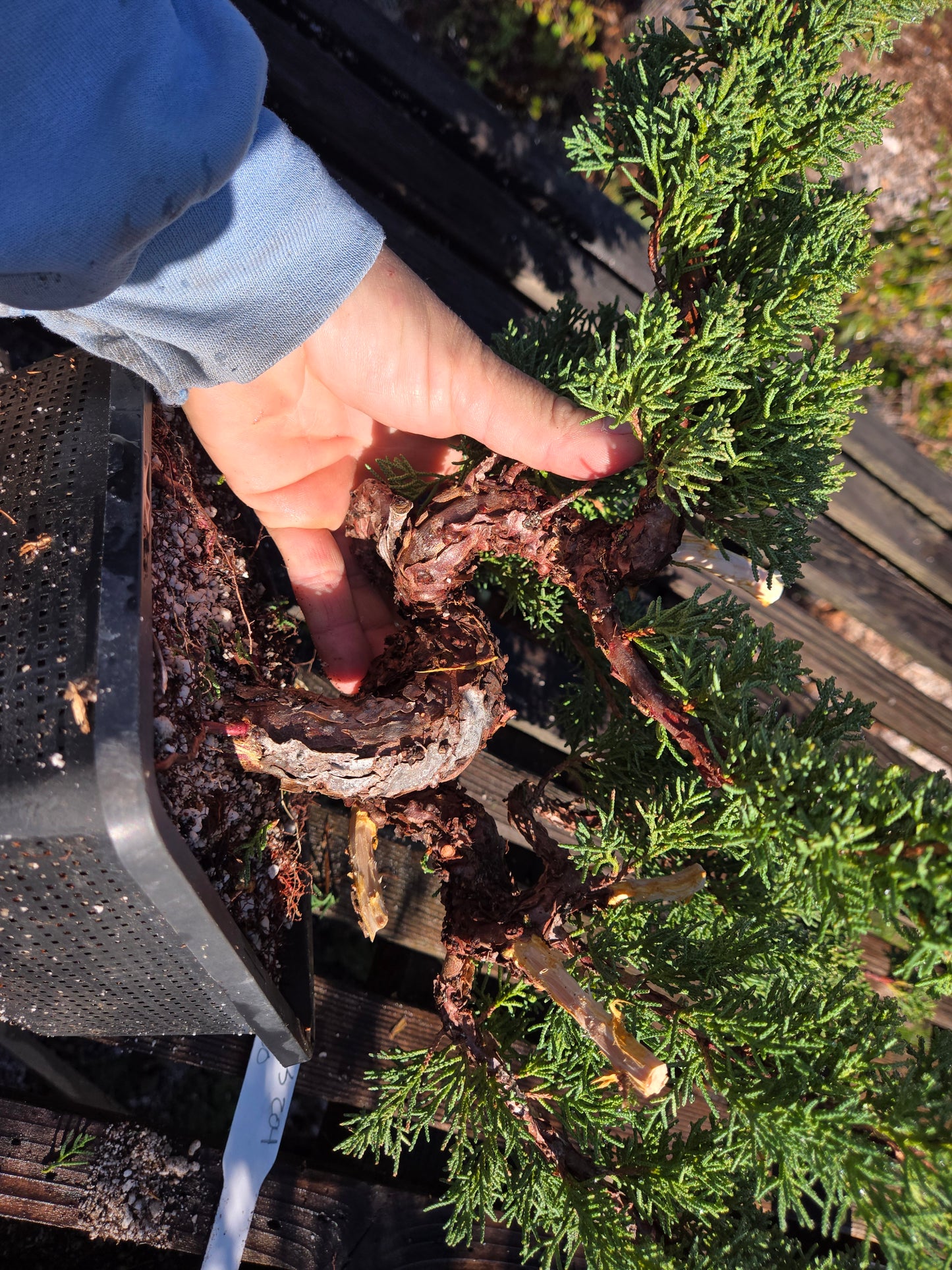 Kishu Shimpaku Juniper, JCS204