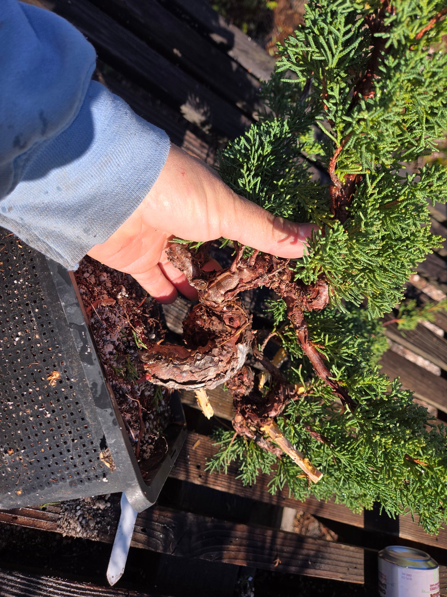 Kishu Shimpaku Juniper, JCS204