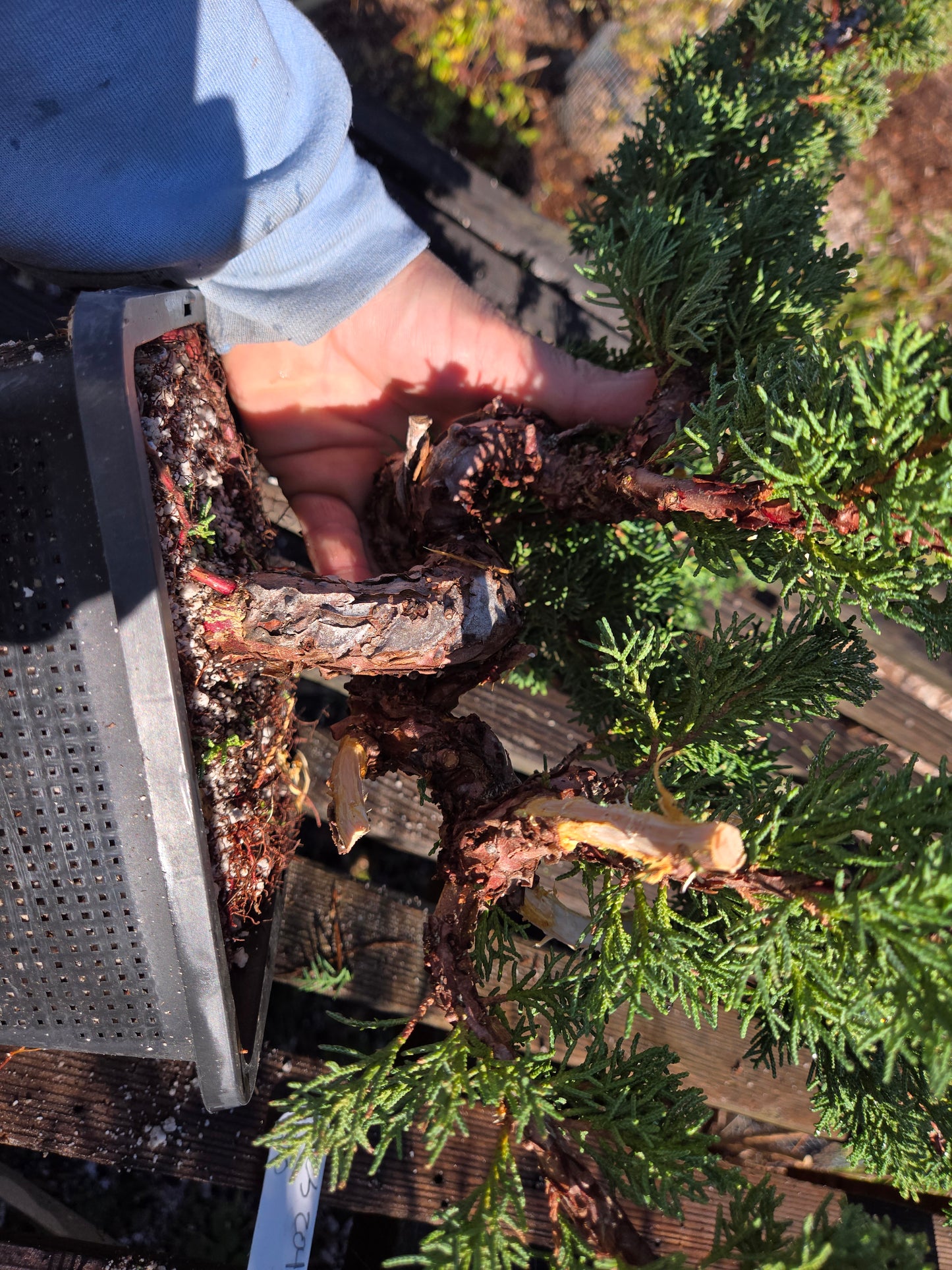 Kishu Shimpaku Juniper, JCS204