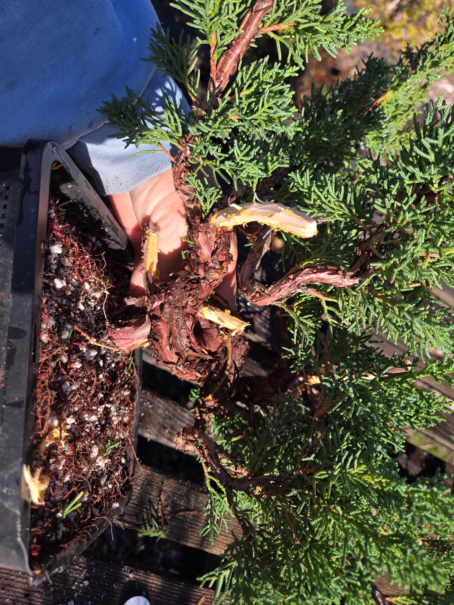 Kishu Shimpaku Juniper, JCS204