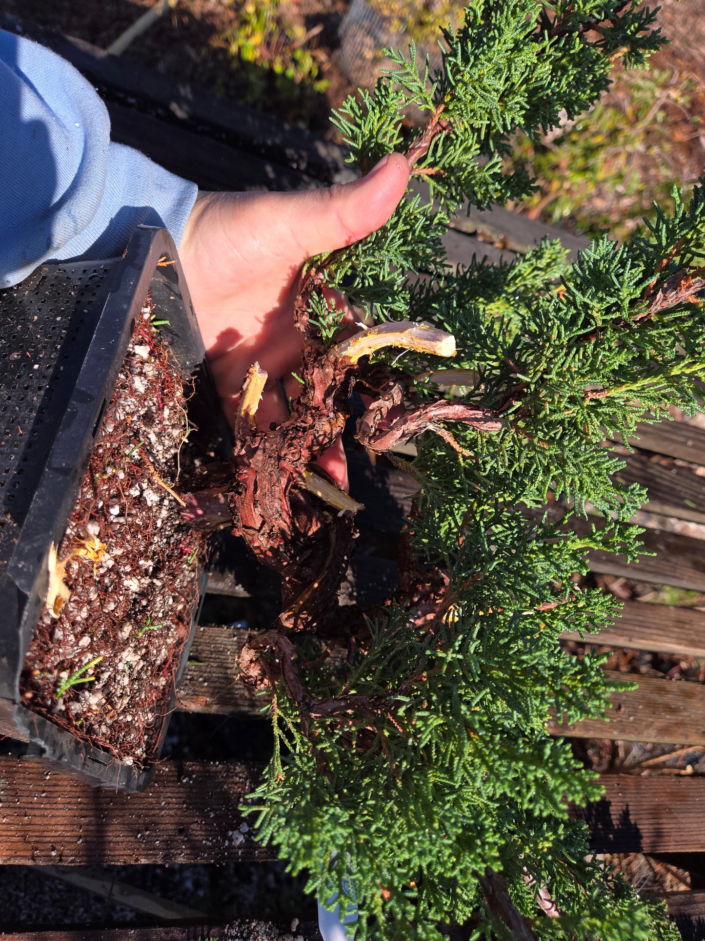 Kishu Shimpaku Juniper, JCS204