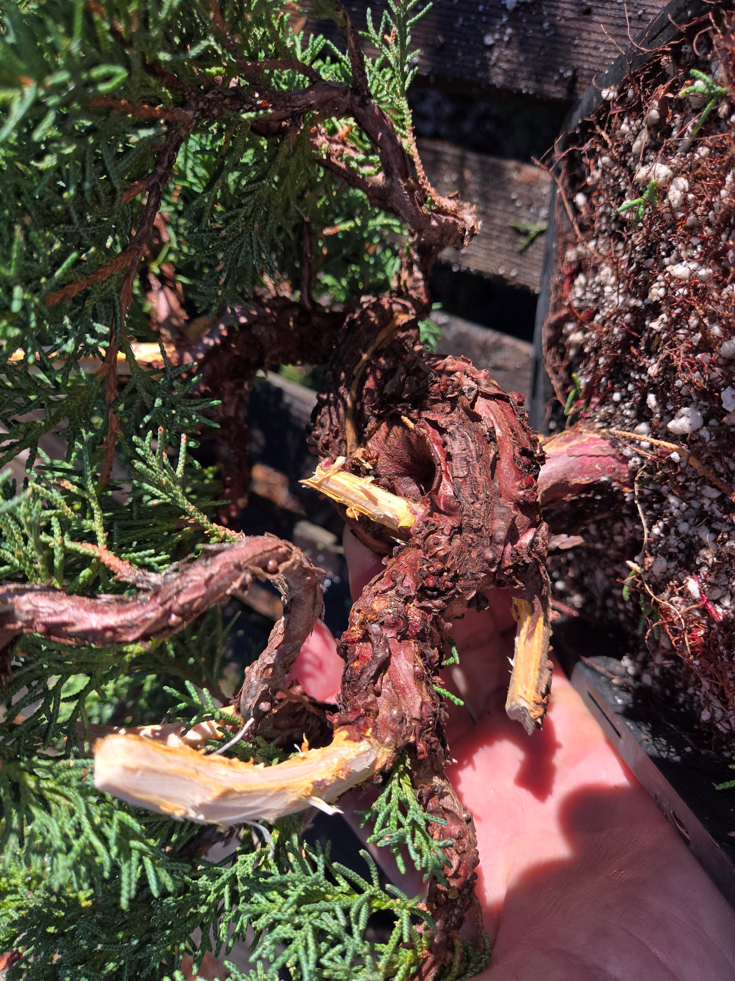 Kishu Shimpaku Juniper, JCS204