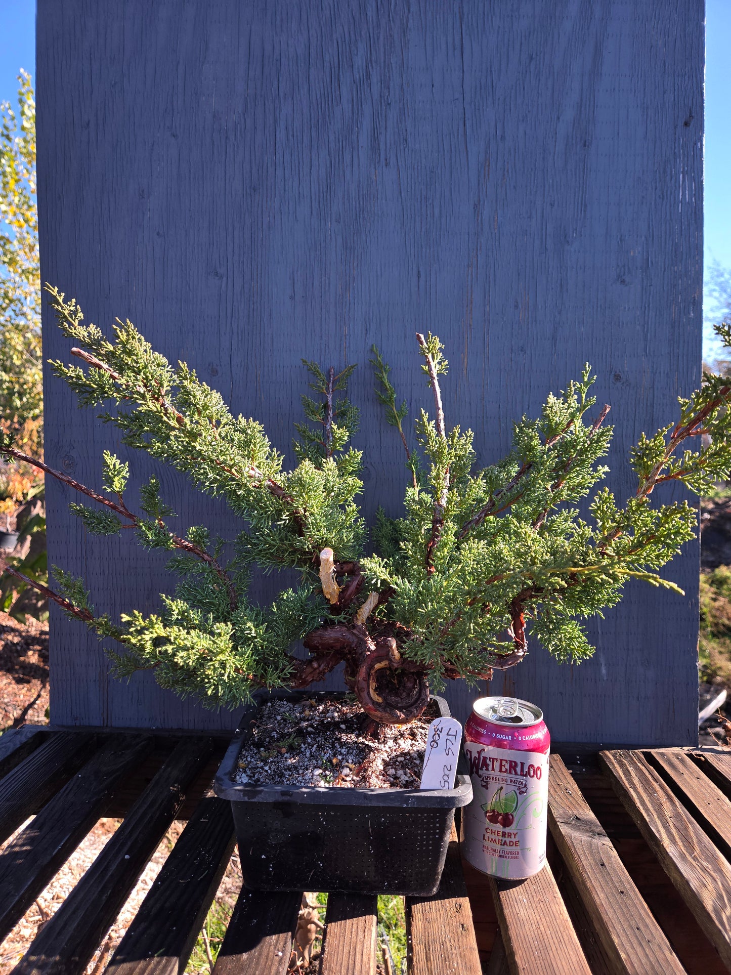 Kishu Shimpaku Juniper, JCS205