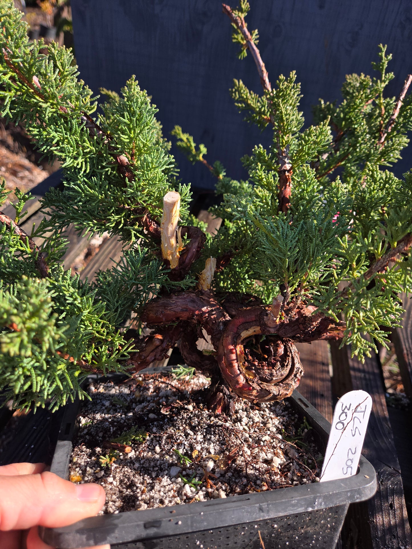 Kishu Shimpaku Juniper, JCS205
