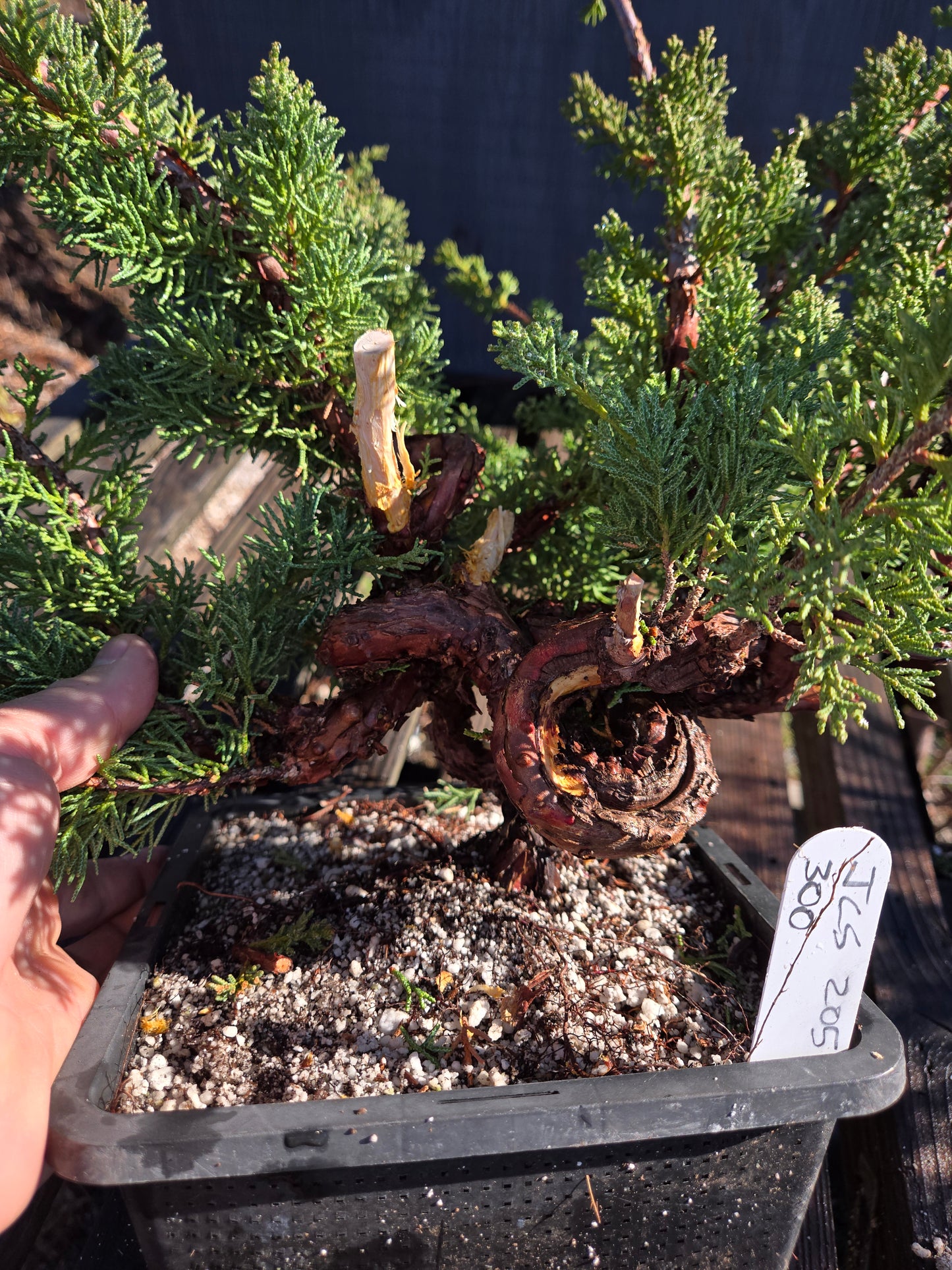 Kishu Shimpaku Juniper, JCS205