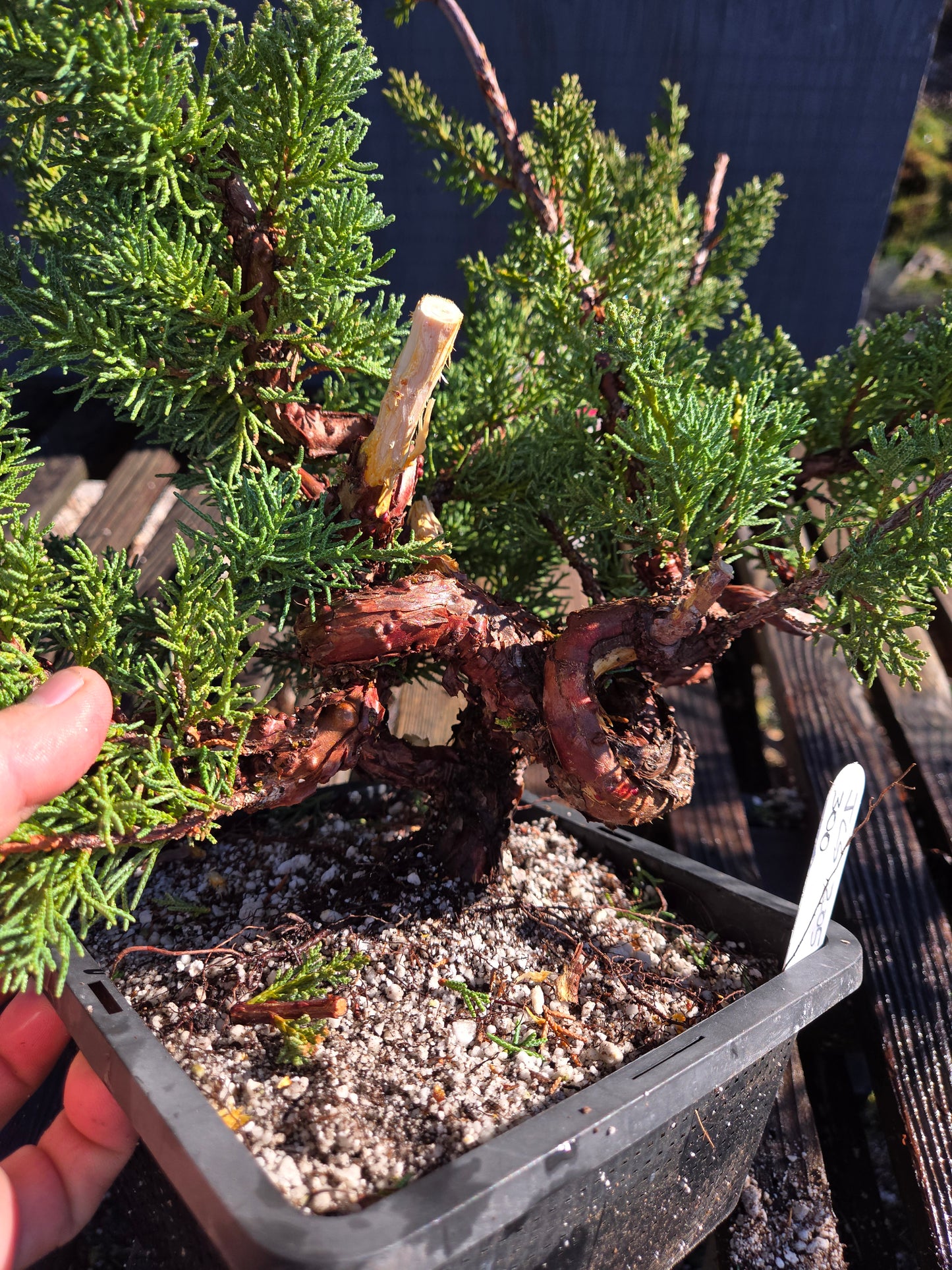 Kishu Shimpaku Juniper, JCS205