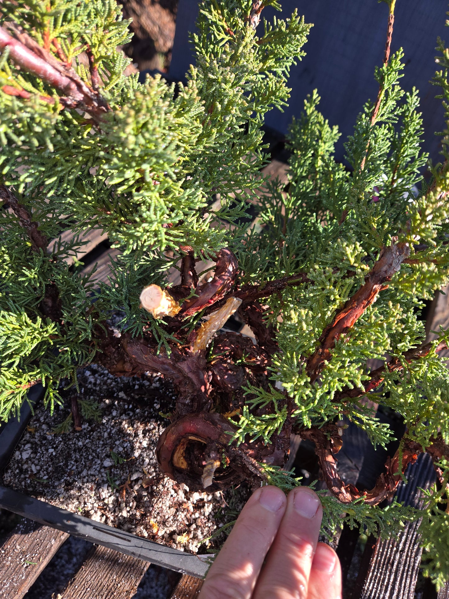 Kishu Shimpaku Juniper, JCS205