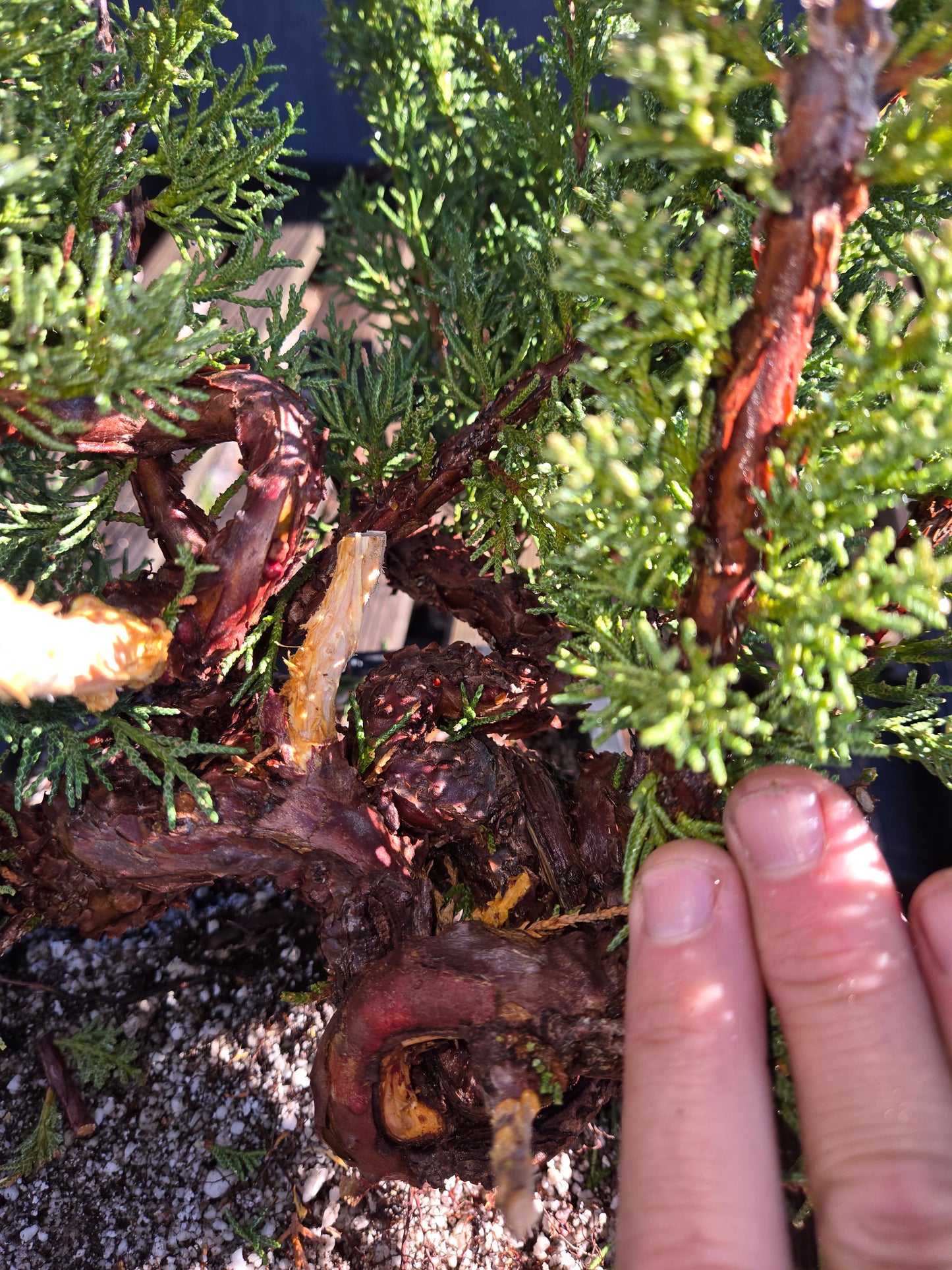 Kishu Shimpaku Juniper, JCS205