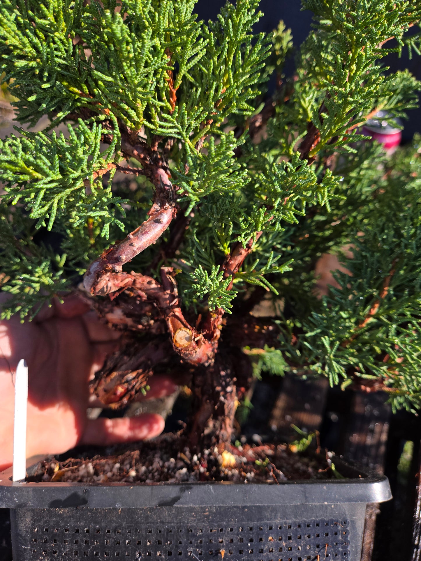 Kishu Shimpaku Juniper, JCS205