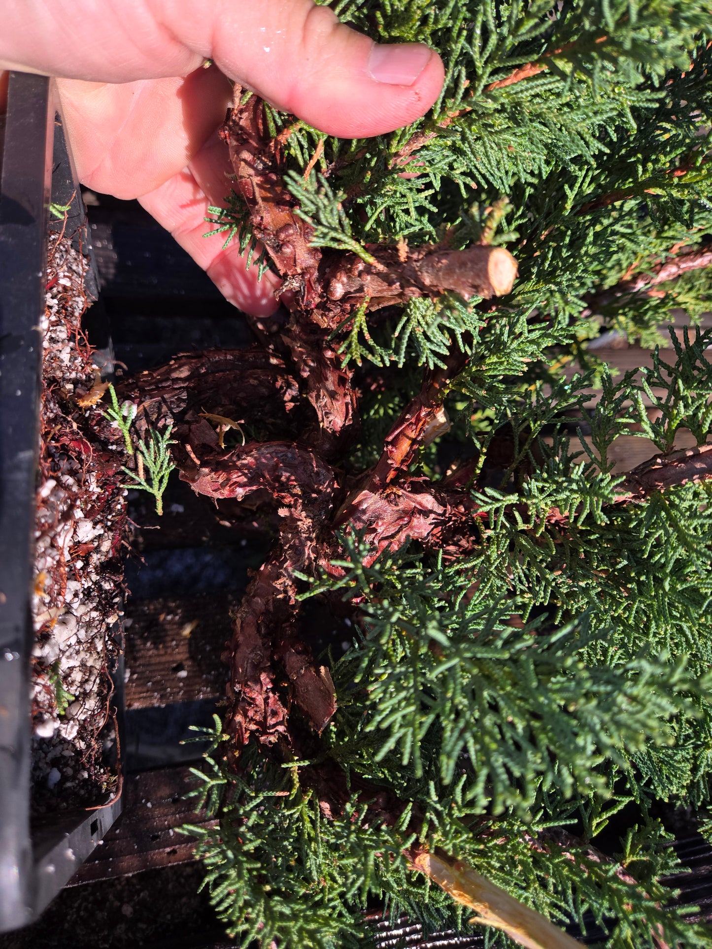 Kishu Shimpaku Juniper, JCS205