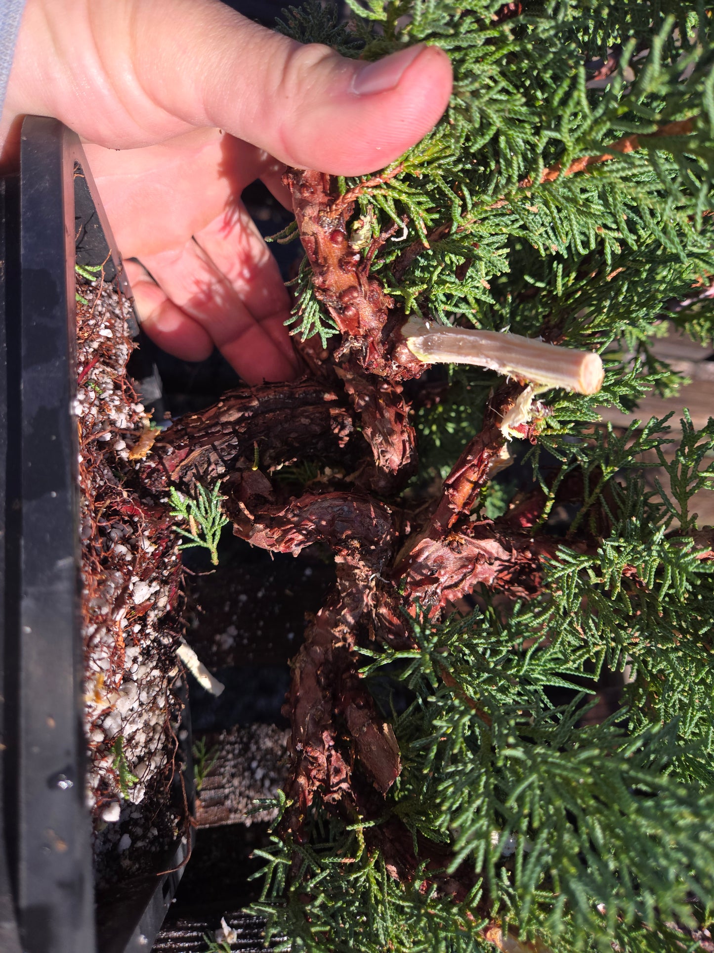 Kishu Shimpaku Juniper, JCS205