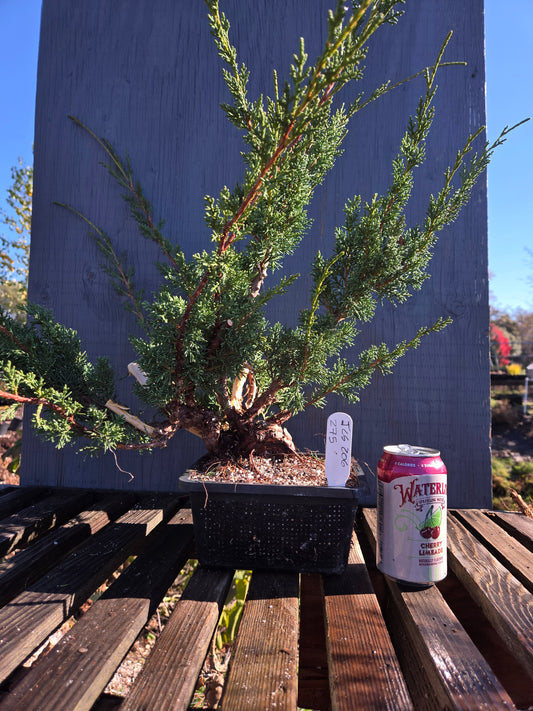 Kishu Shimpaku Juniper, JCS206