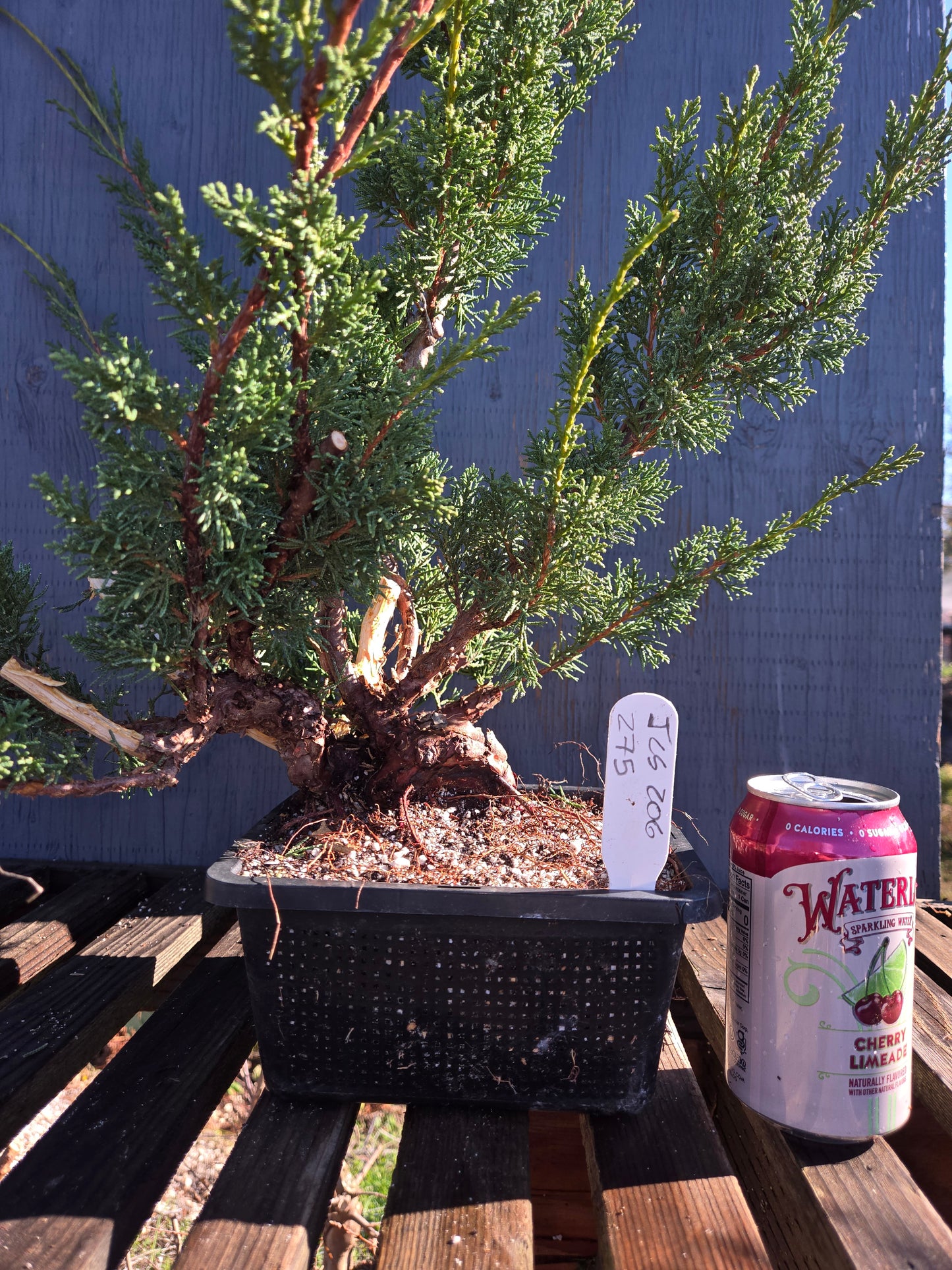 Kishu Shimpaku Juniper, JCS206