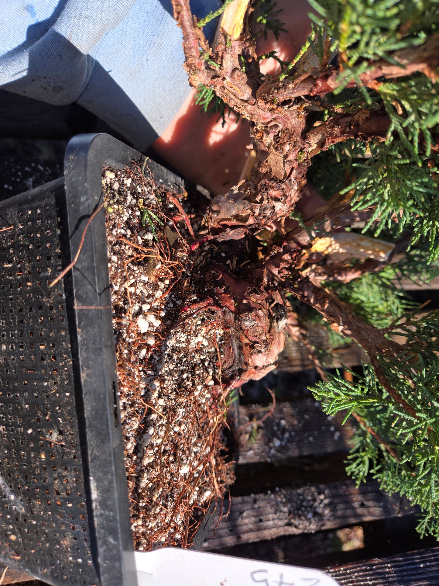 Kishu Shimpaku Juniper, JCS206