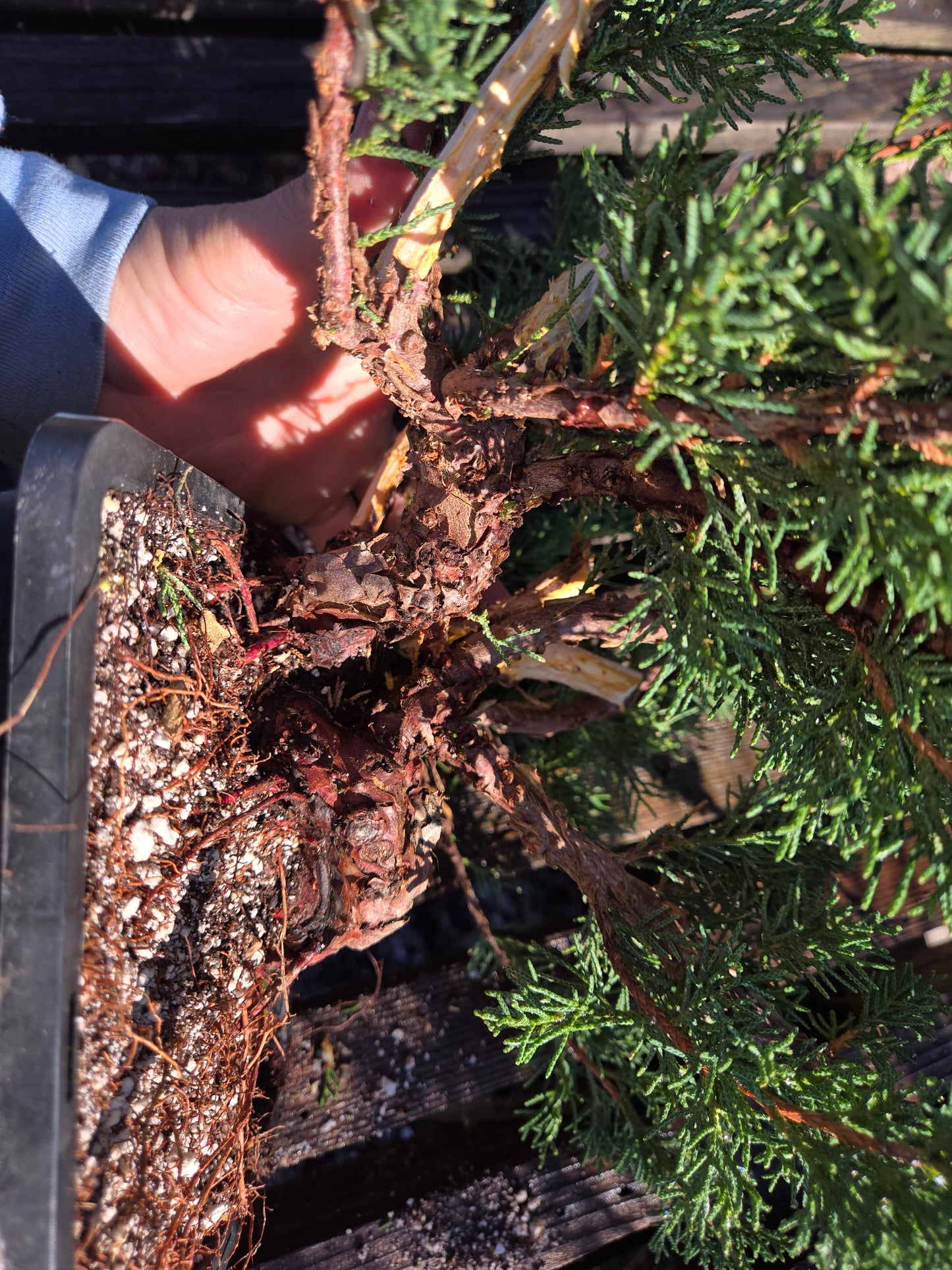 Kishu Shimpaku Juniper, JCS206