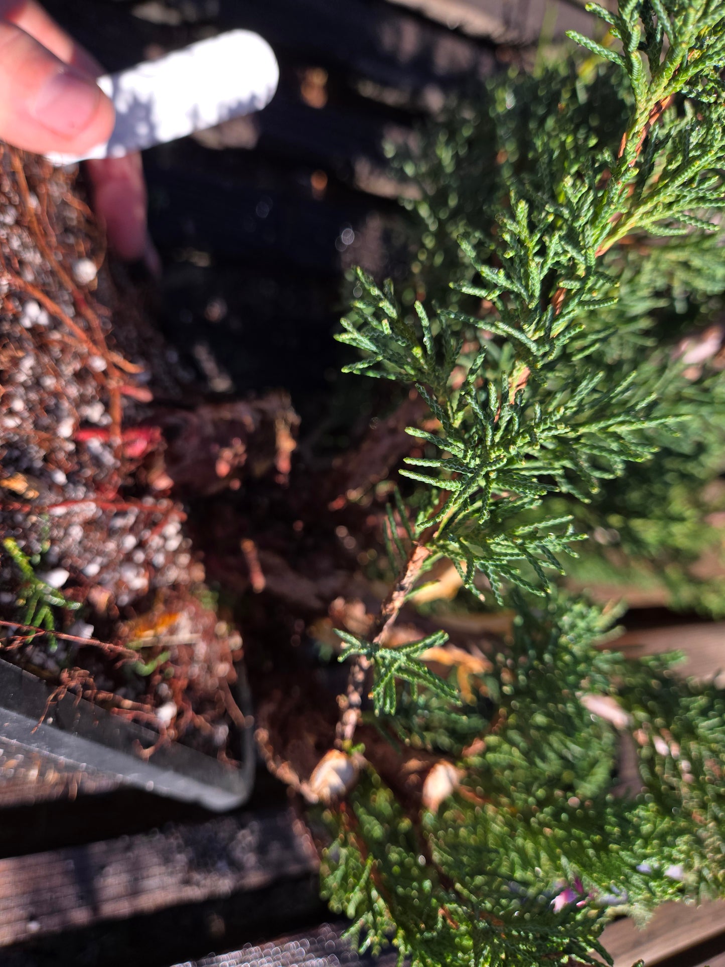 Kishu Shimpaku Juniper, JCS206