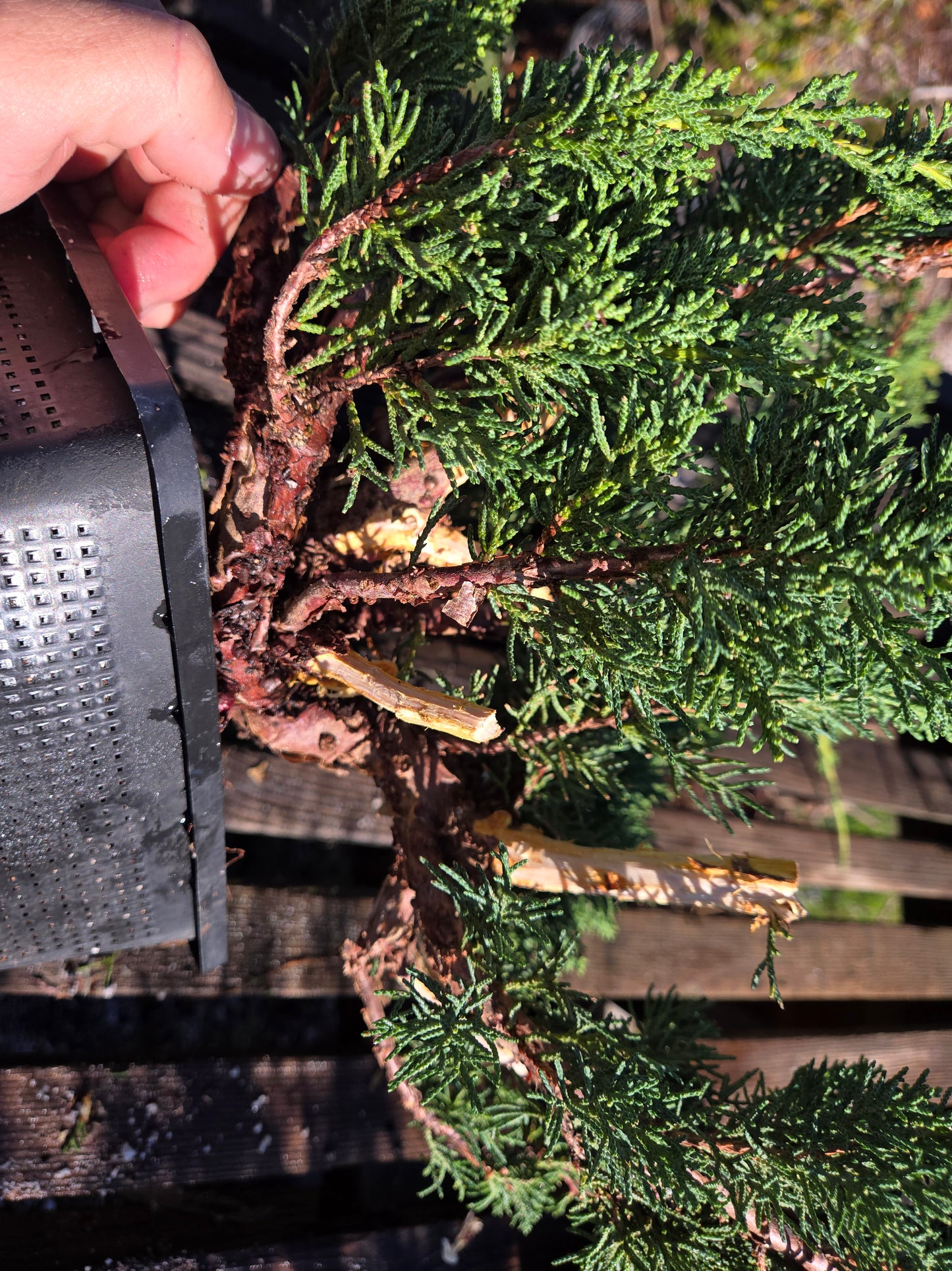 Kishu Shimpaku Juniper, JCS206