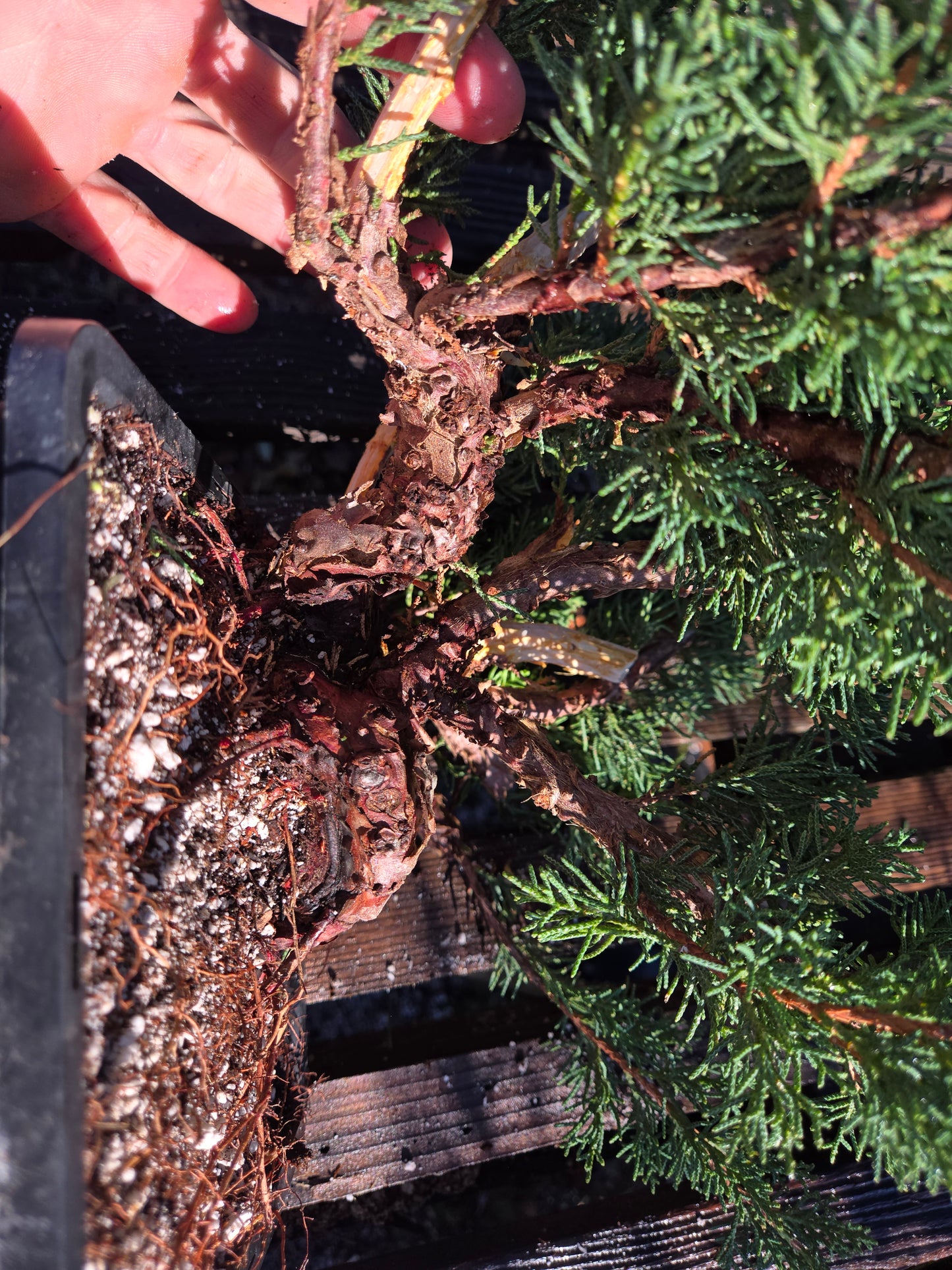 Kishu Shimpaku Juniper, JCS206