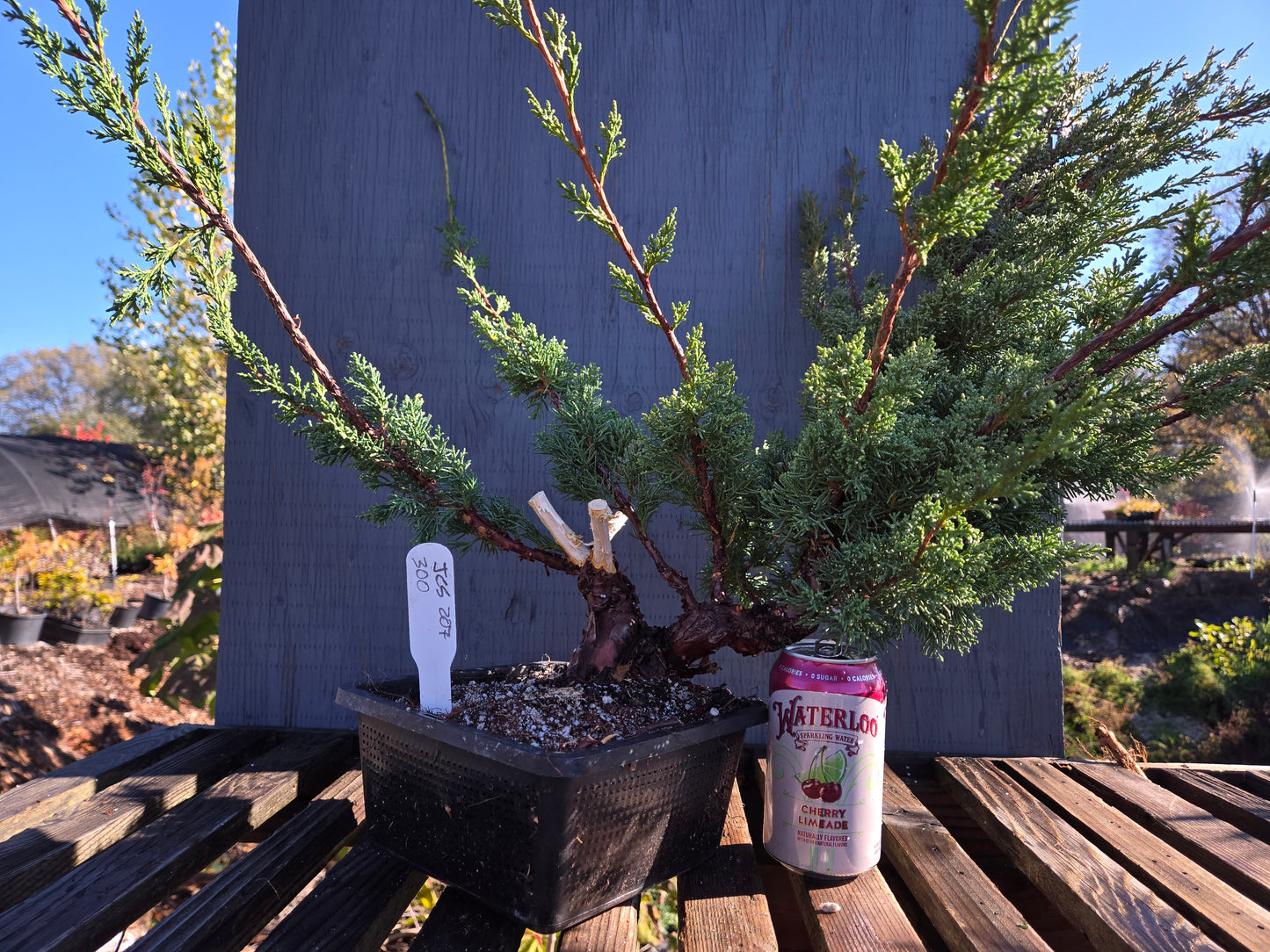 Kishu Shimpaku Juniper, JCS207