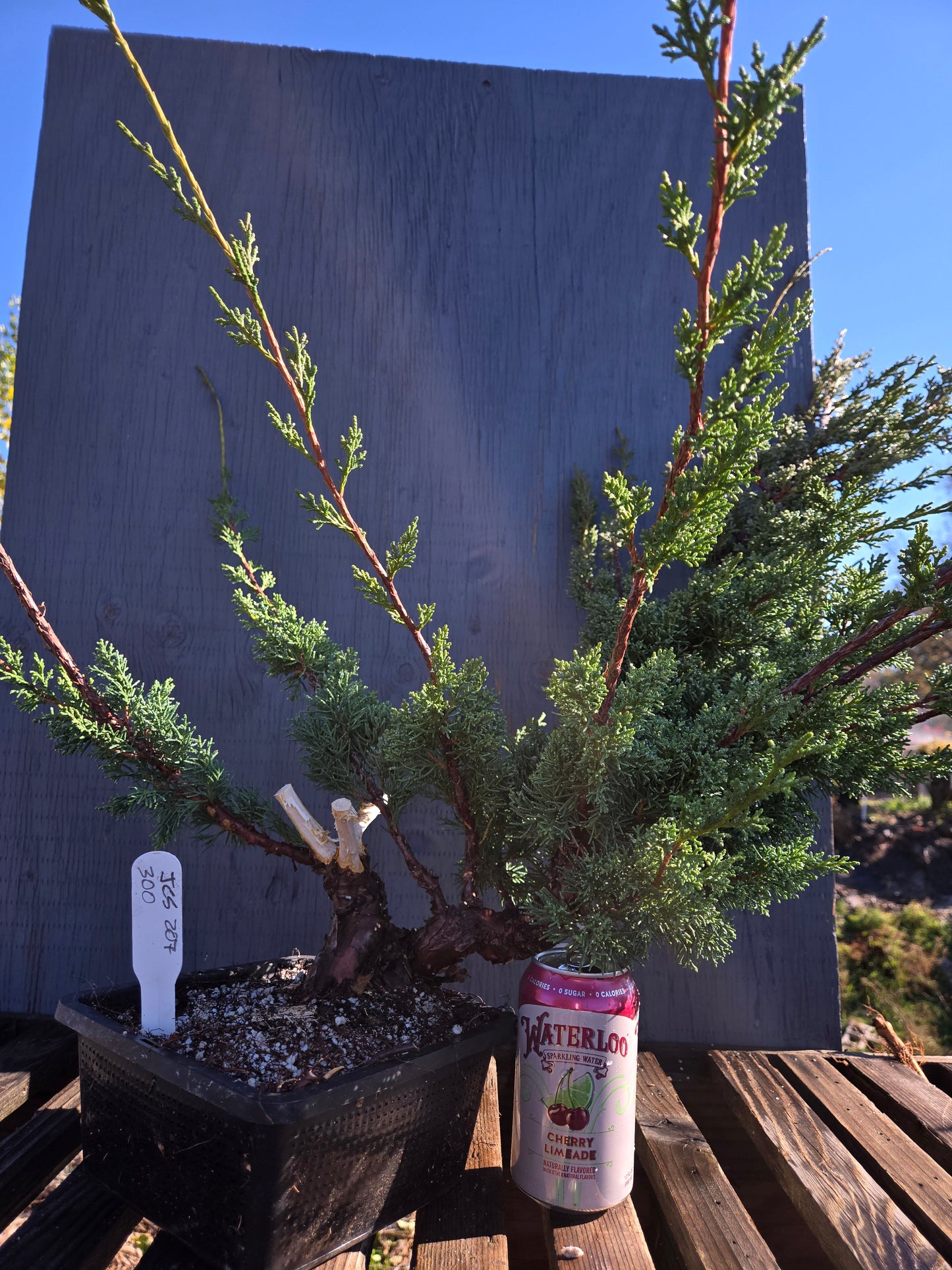 Kishu Shimpaku Juniper, JCS207