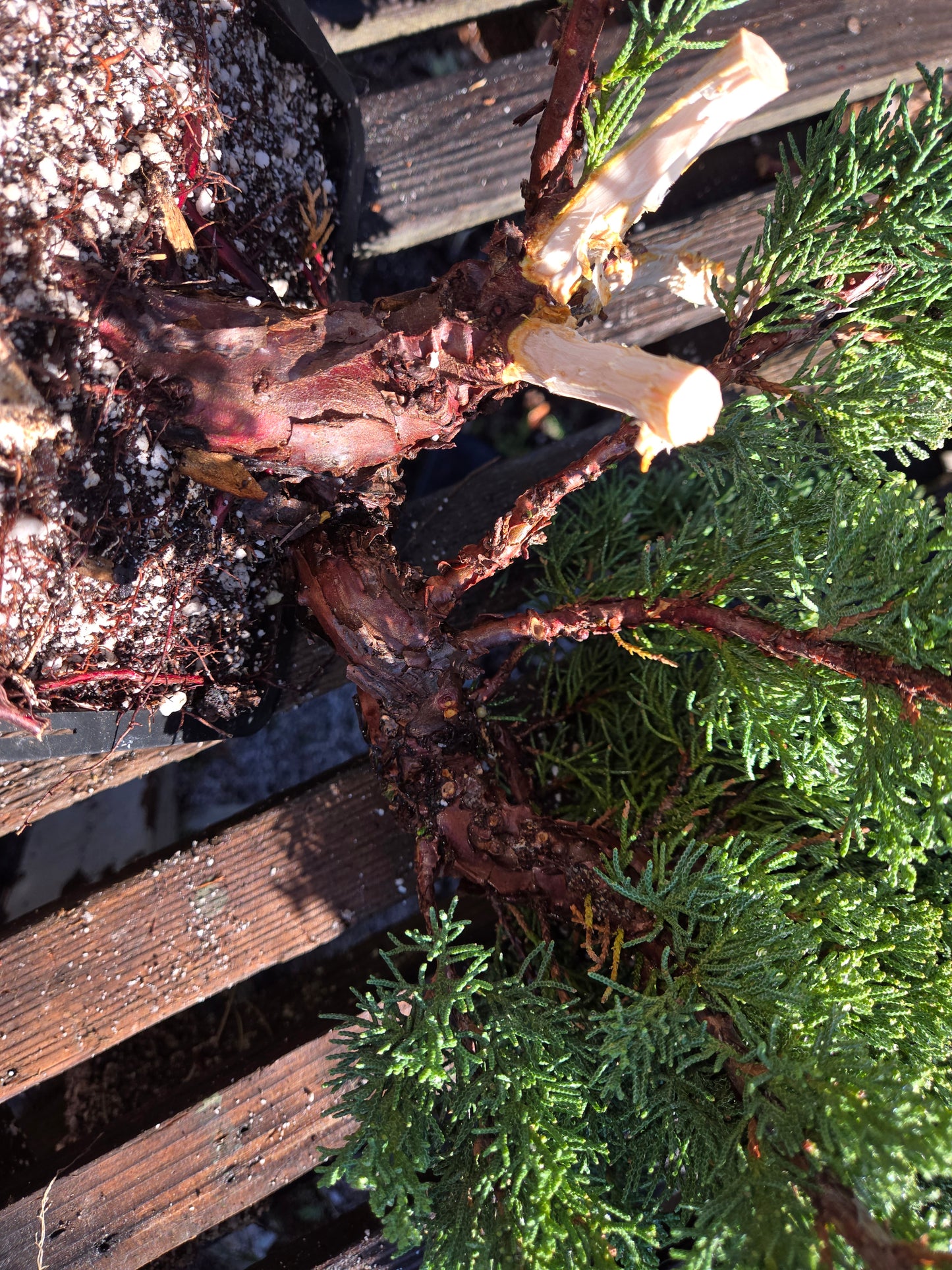 Kishu Shimpaku Juniper, JCS207