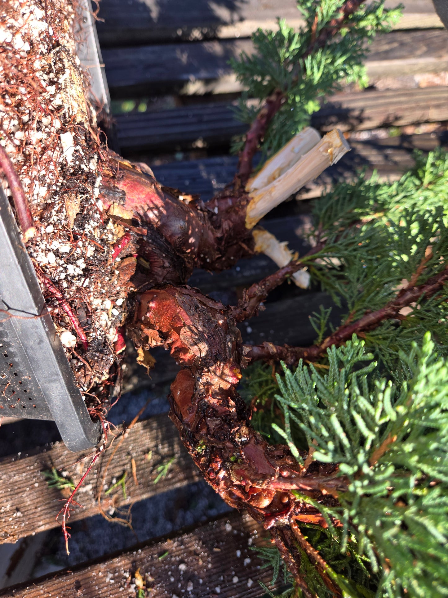 Kishu Shimpaku Juniper, JCS207