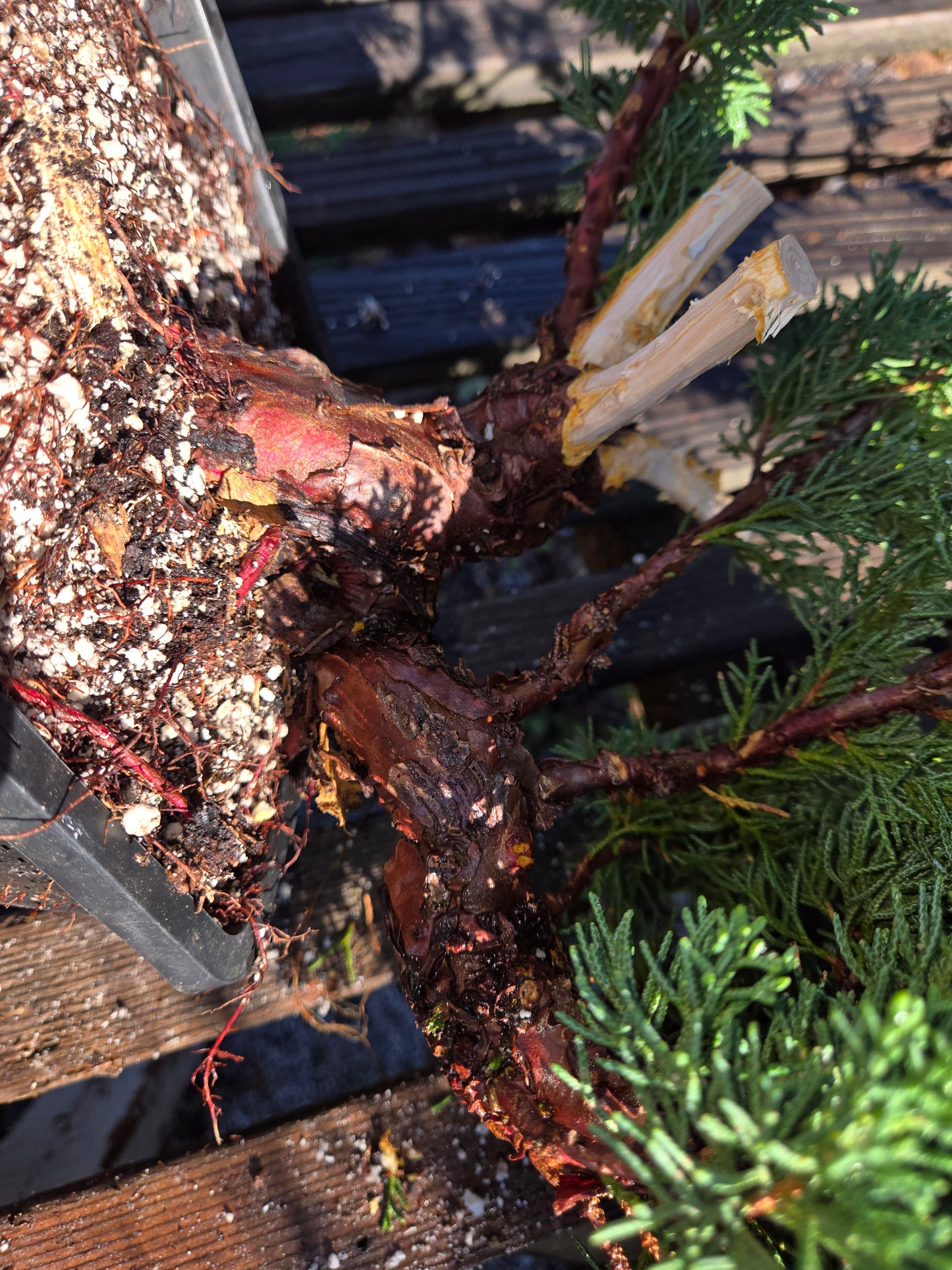 Kishu Shimpaku Juniper, JCS207