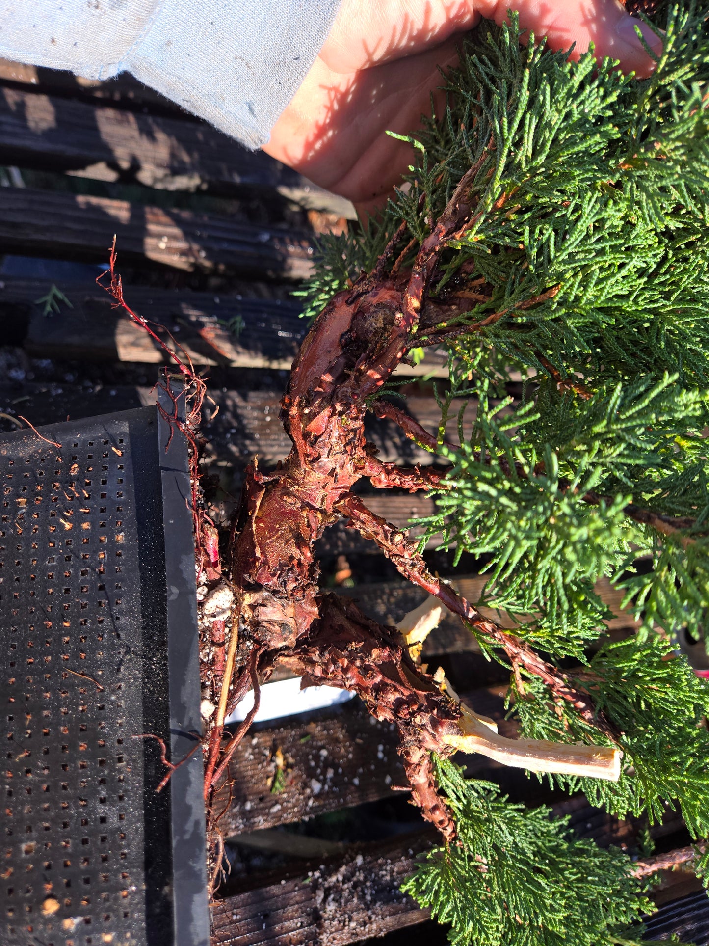 Kishu Shimpaku Juniper, JCS207