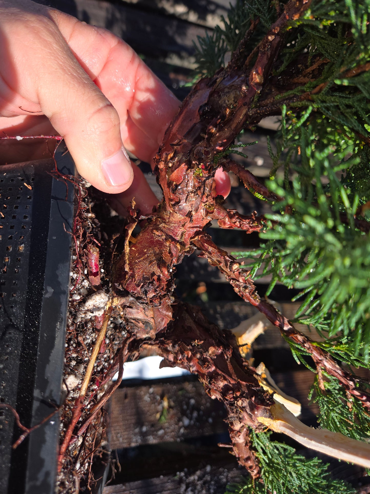 Kishu Shimpaku Juniper, JCS207