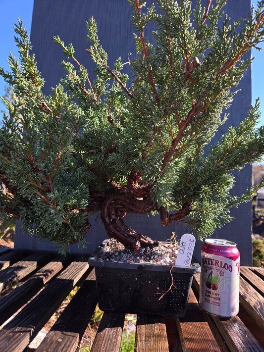 Kishu Shimpaku Juniper, JCS208