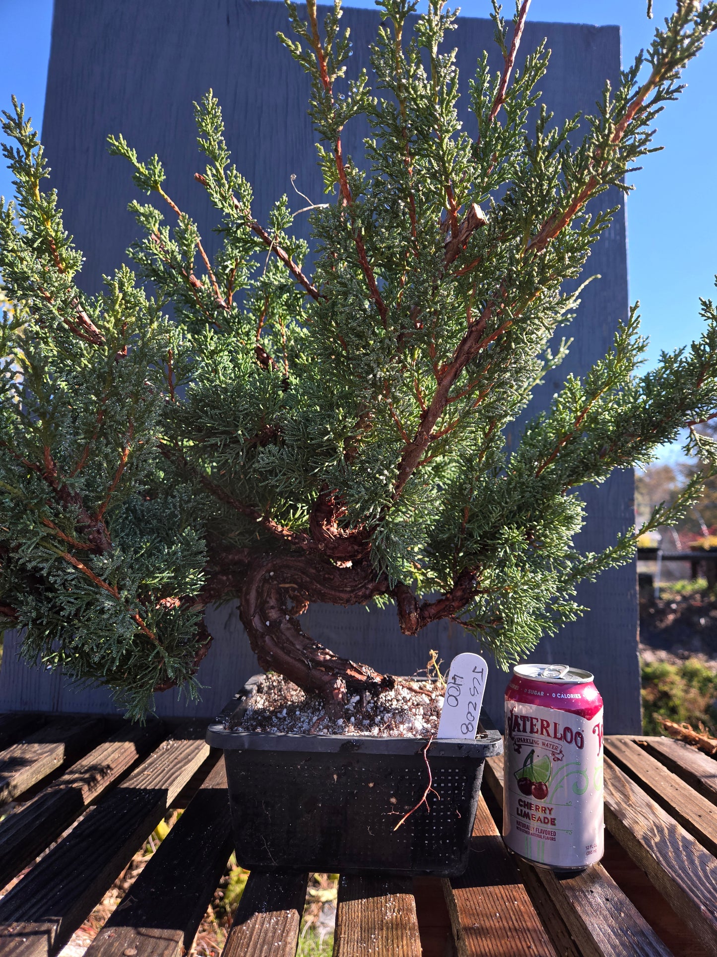 Kishu Shimpaku Juniper, JCS208