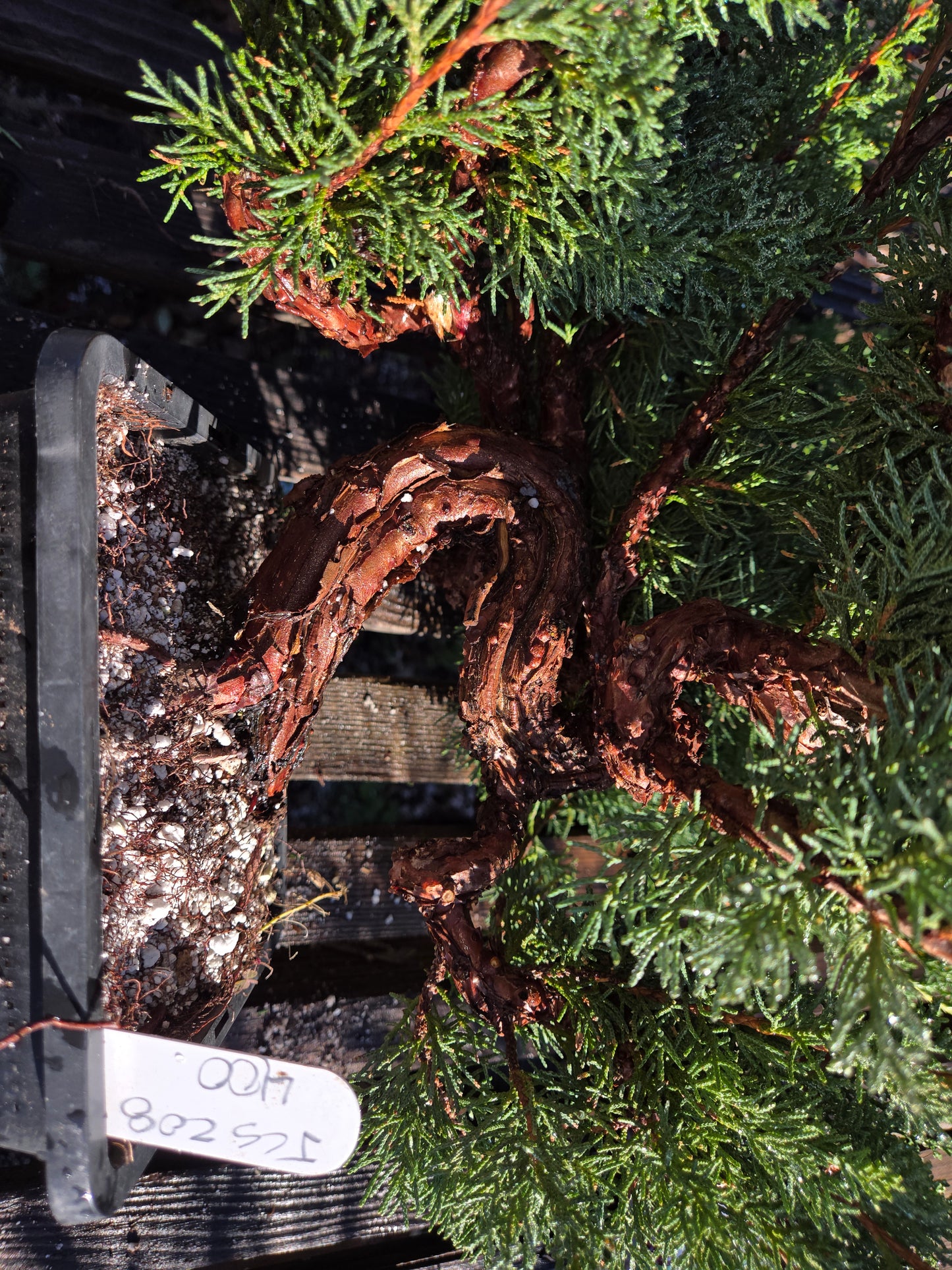 Kishu Shimpaku Juniper, JCS208