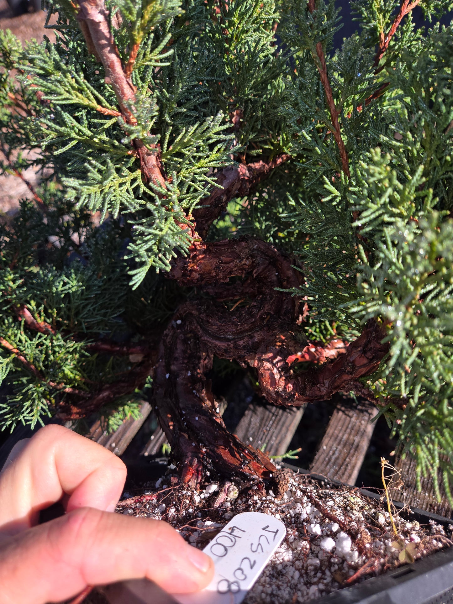 Kishu Shimpaku Juniper, JCS208