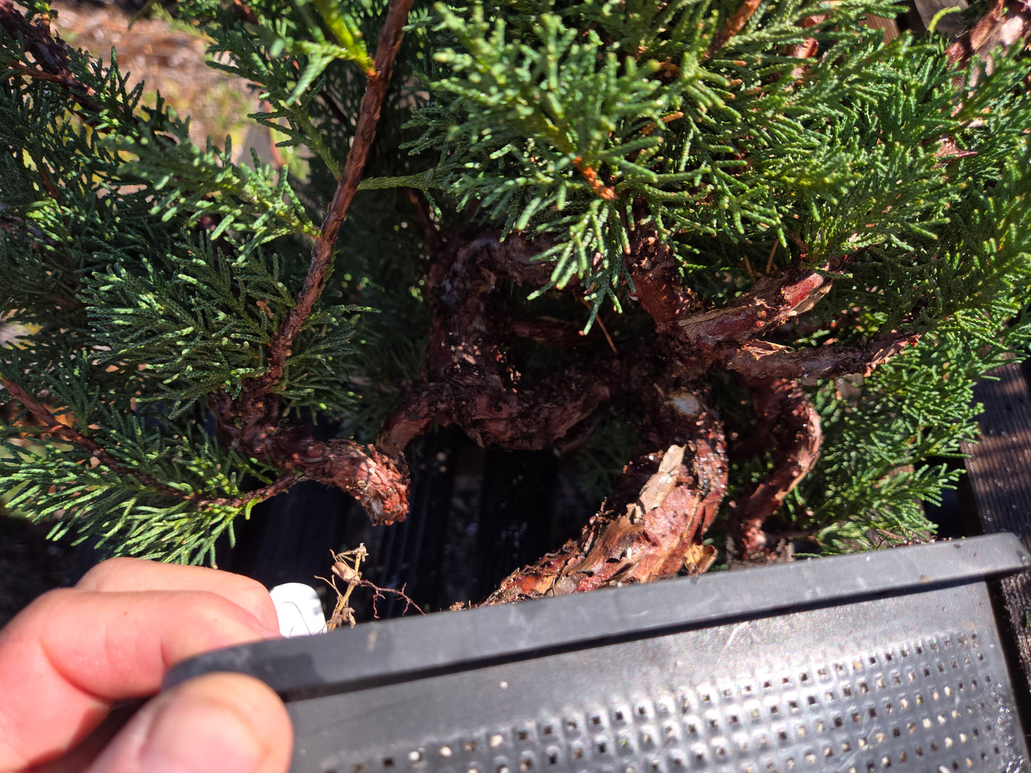 Kishu Shimpaku Juniper, JCS208