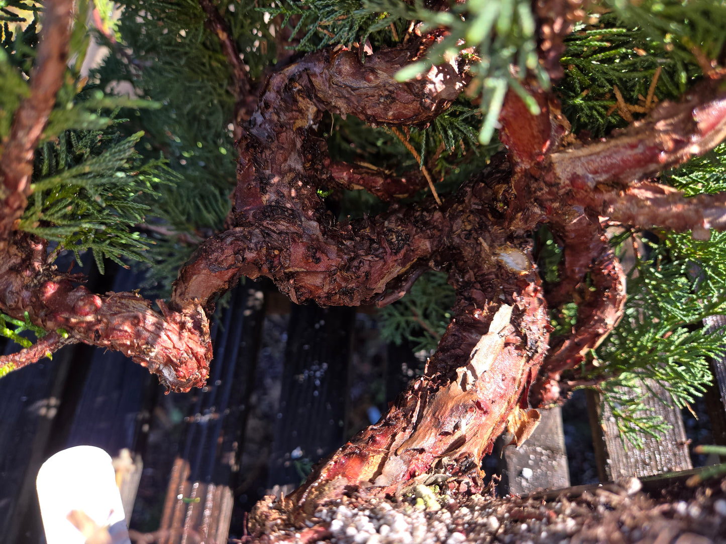 Kishu Shimpaku Juniper, JCS208