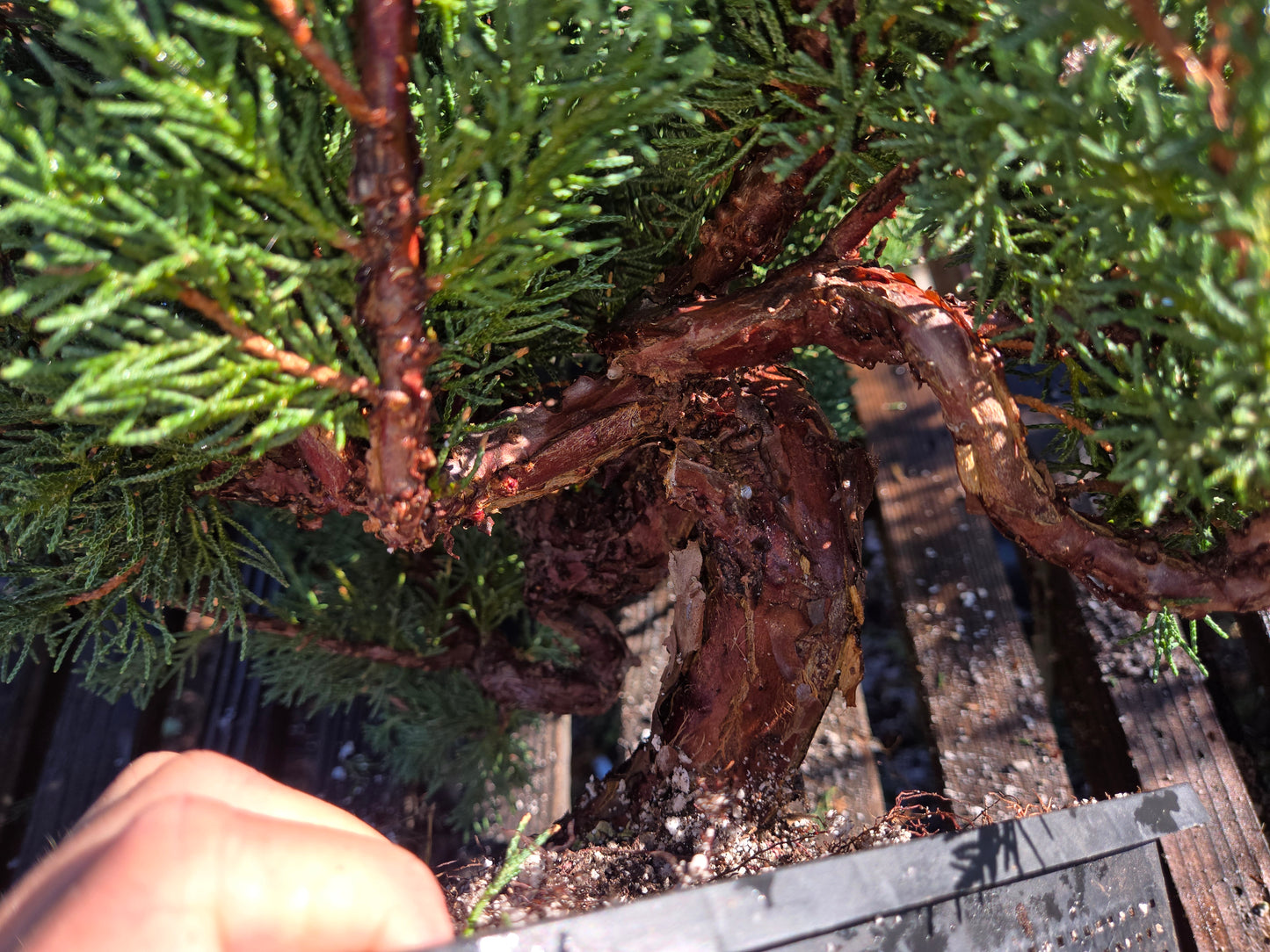 Kishu Shimpaku Juniper, JCS208