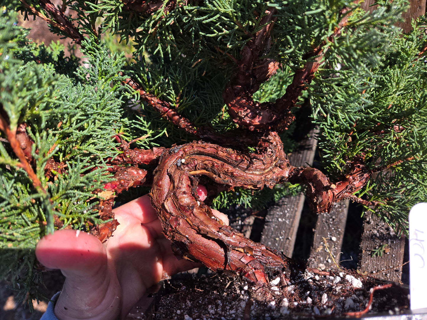 Kishu Shimpaku Juniper, JCS208