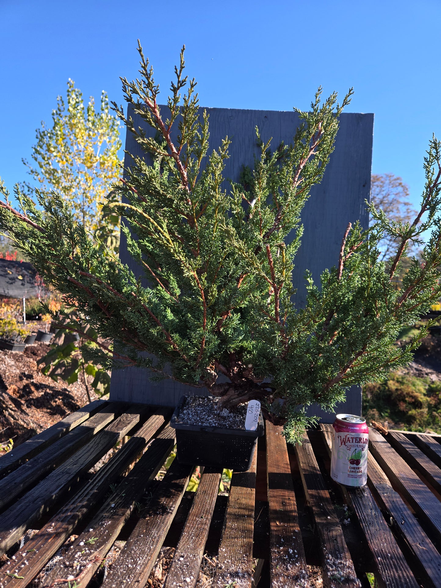 Kishu Shimpaku Juniper, JCS209