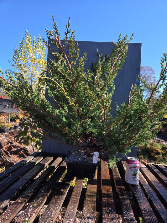 Kishu Shimpaku Juniper, JCS209