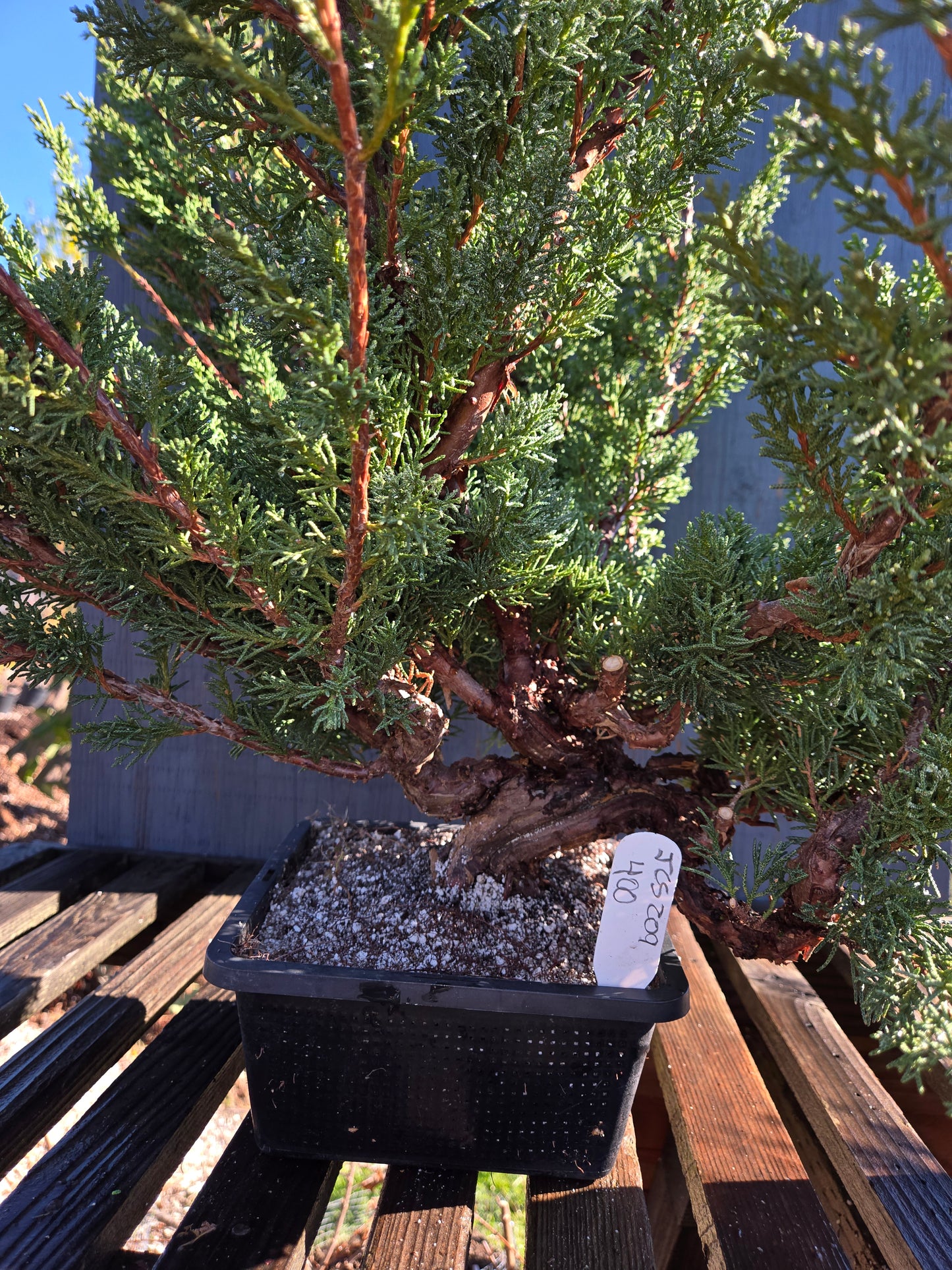 Kishu Shimpaku Juniper, JCS209