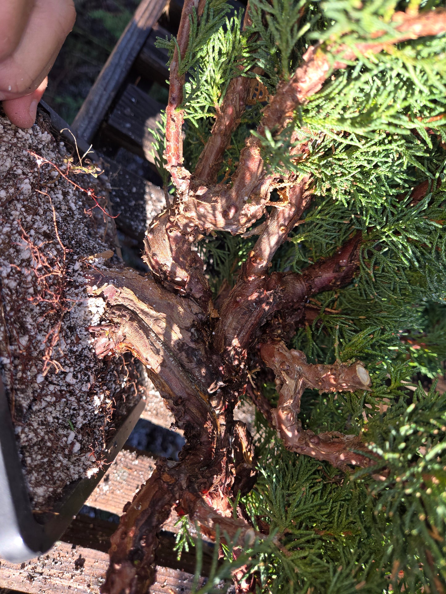 Kishu Shimpaku Juniper, JCS209